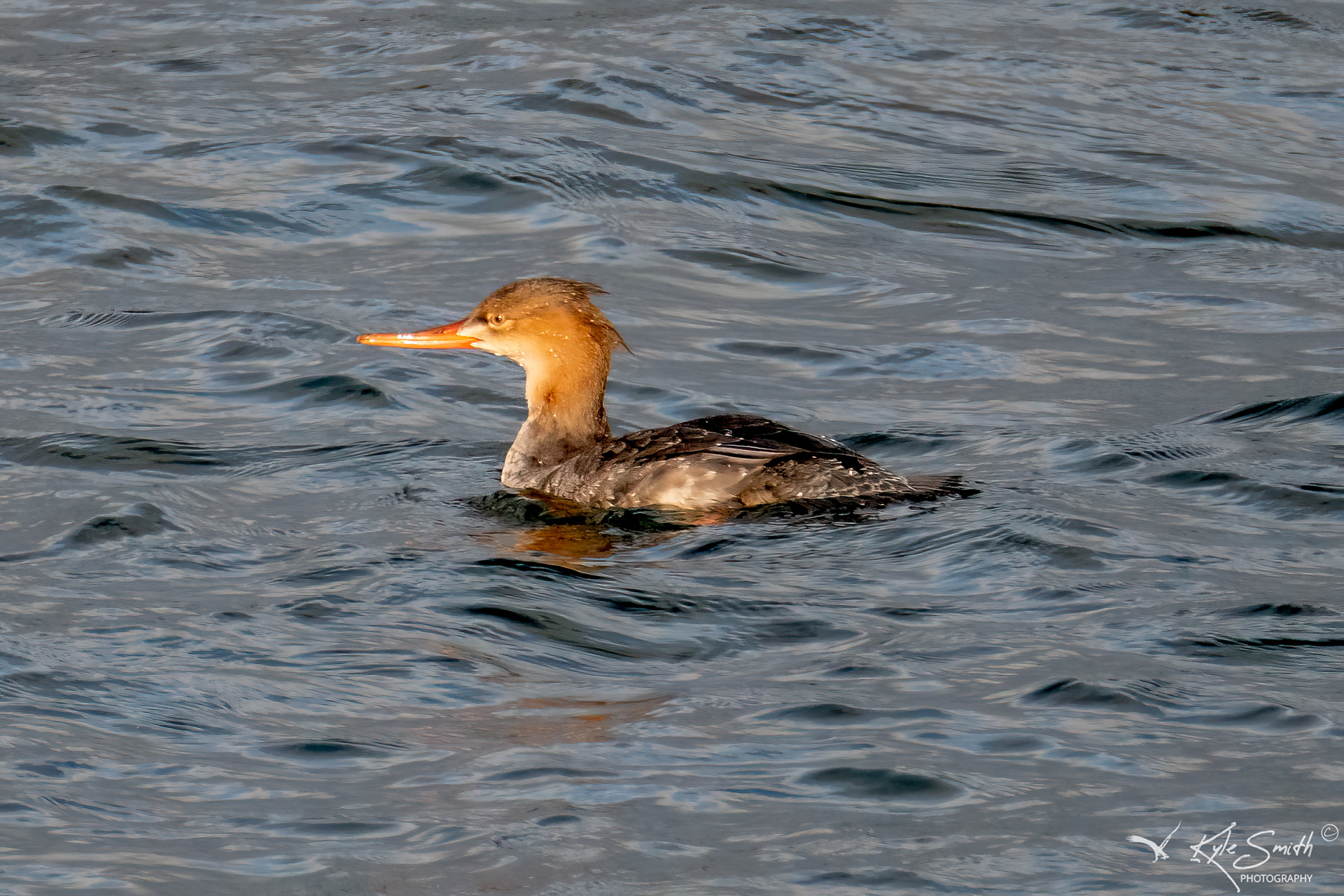 Red-breasted merganser