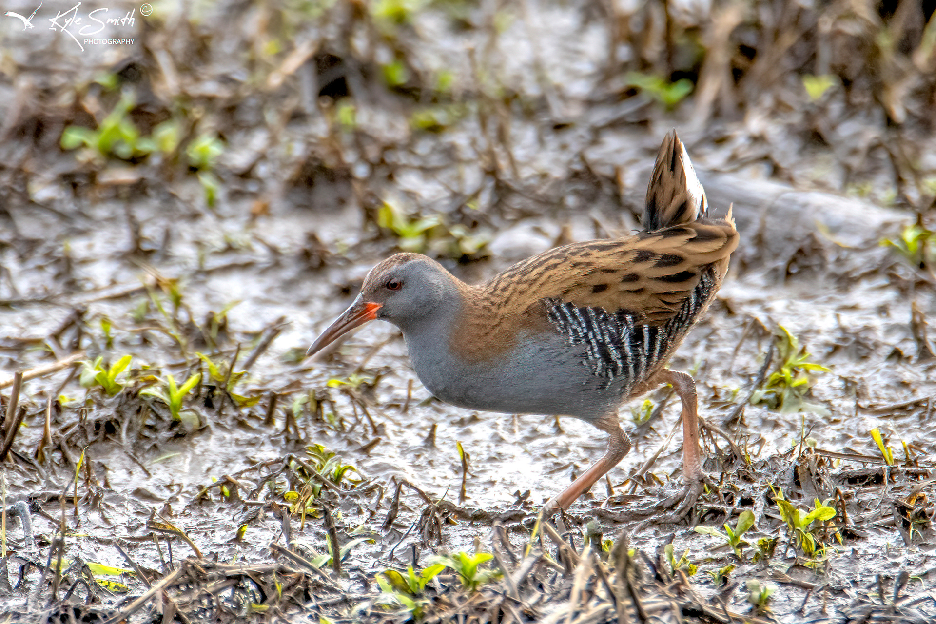 Water rail
