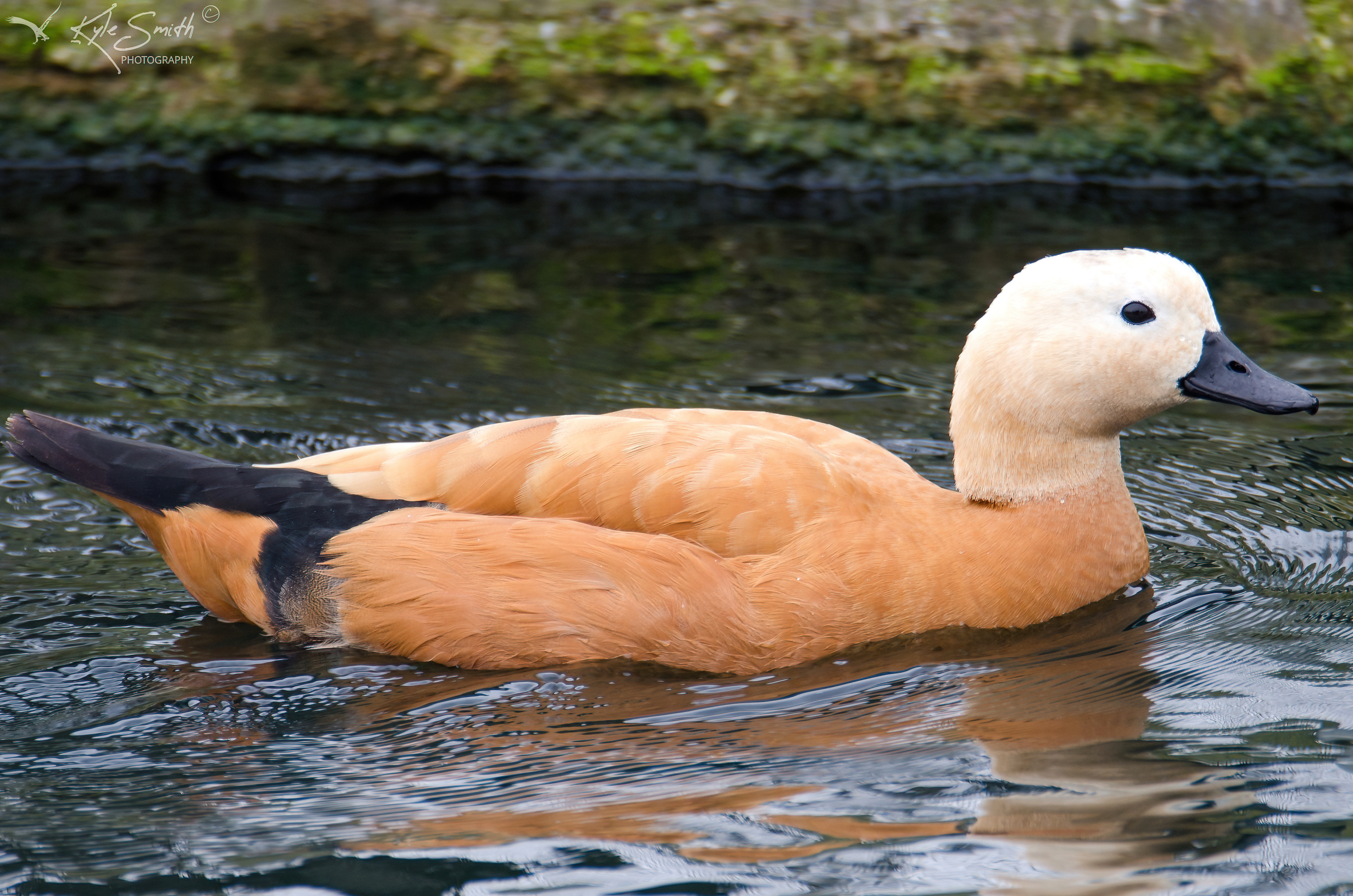 Ruddy shelduck