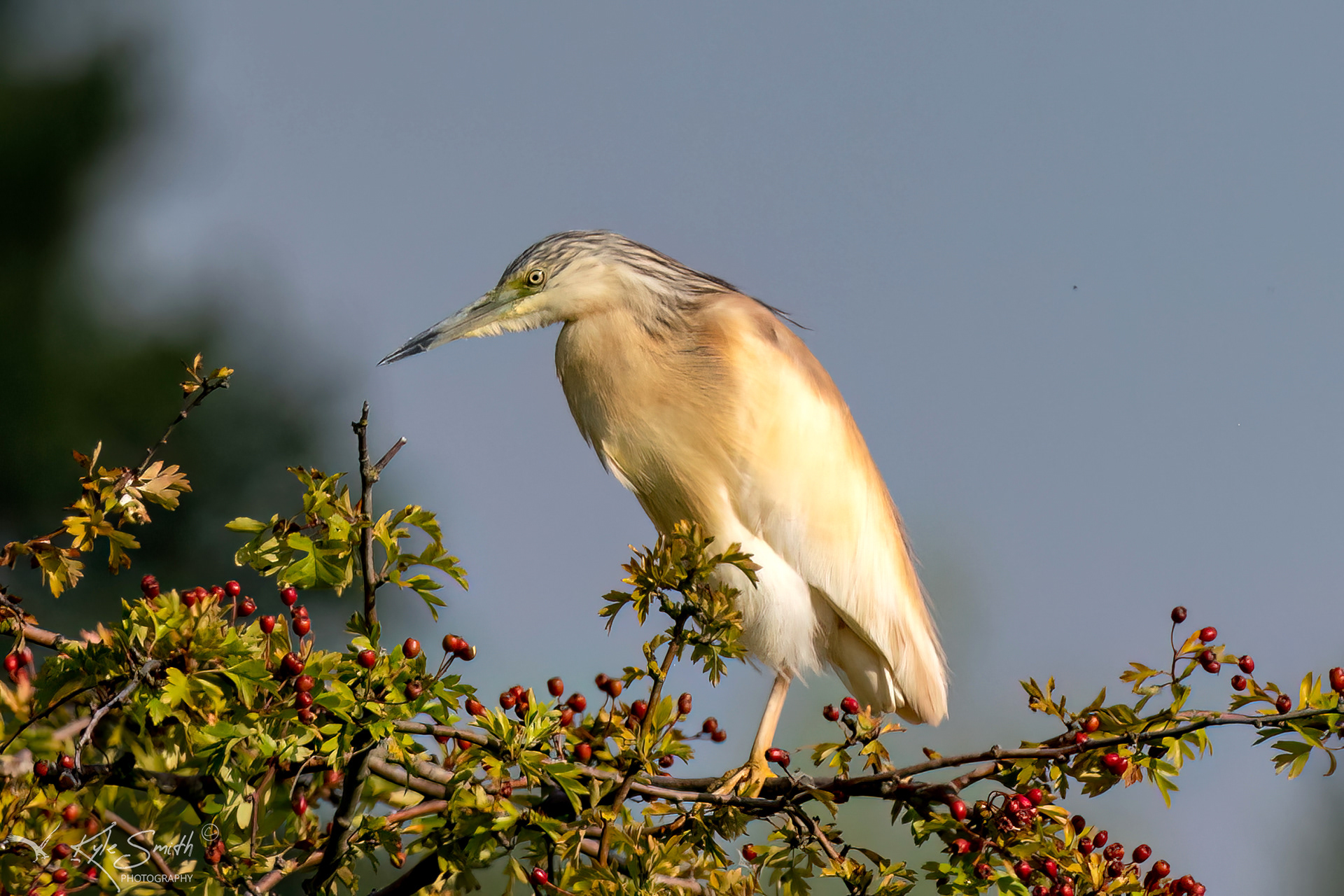 Squacco heron