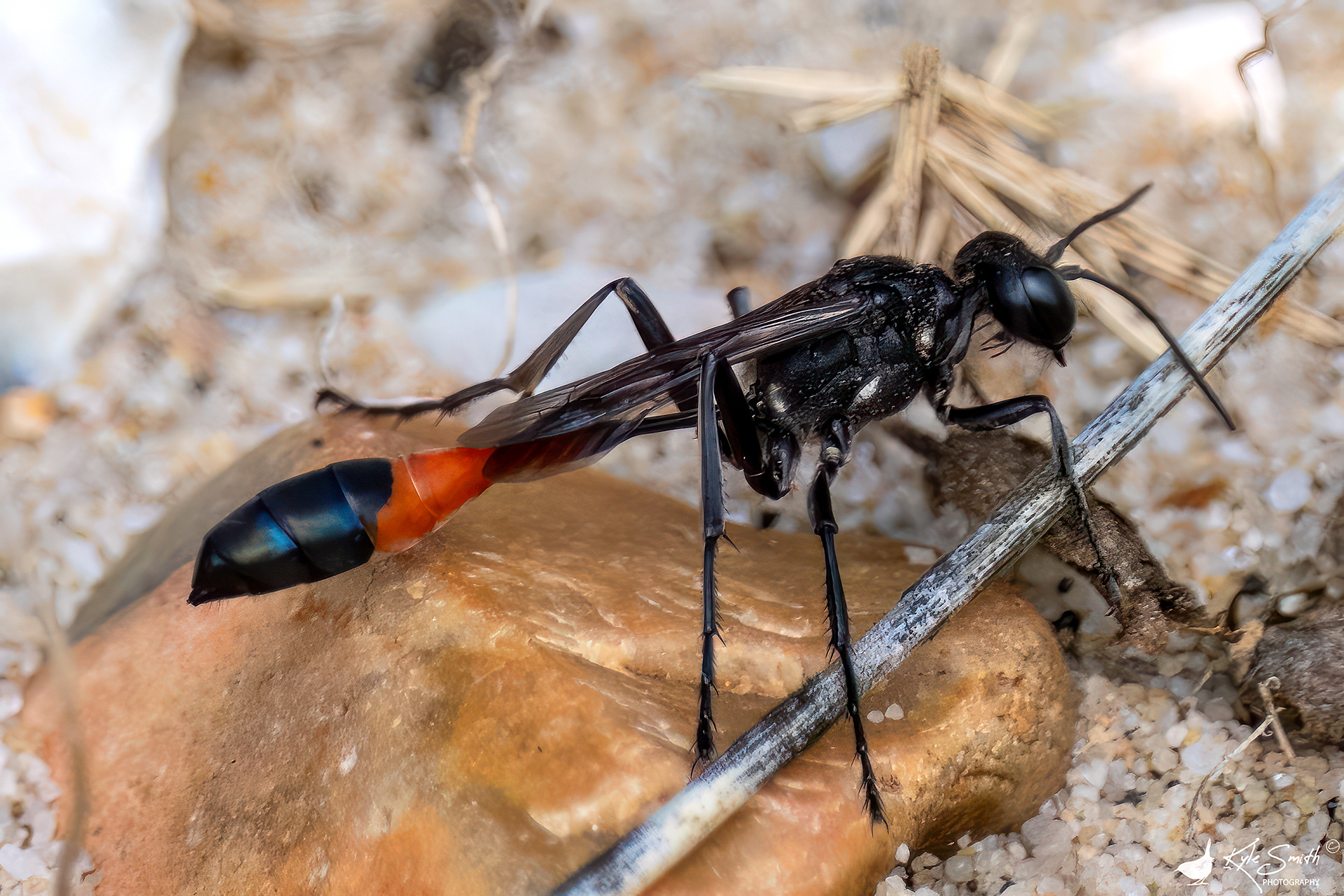 Red-belted sand wasp