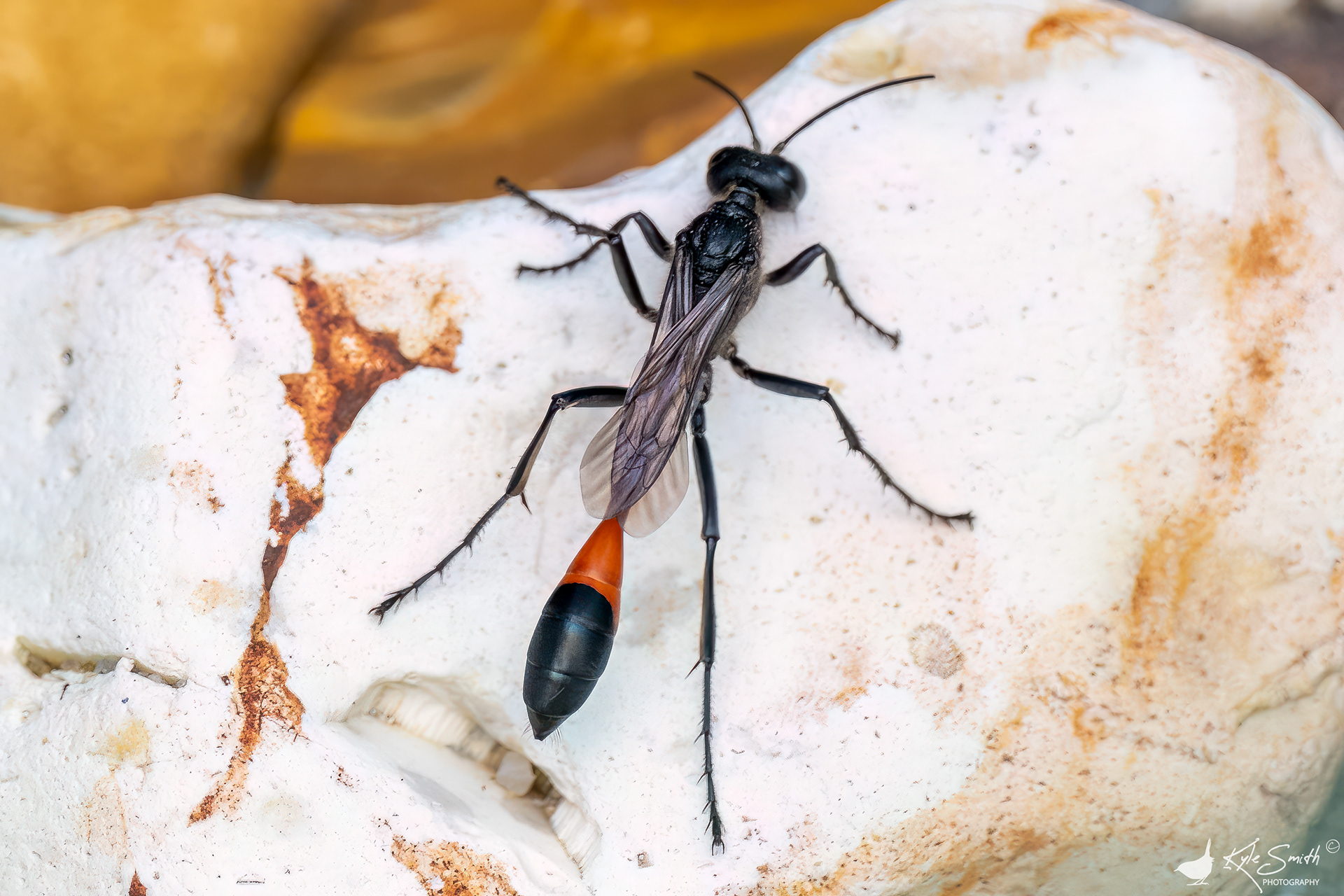 Red-belted sand wasp
