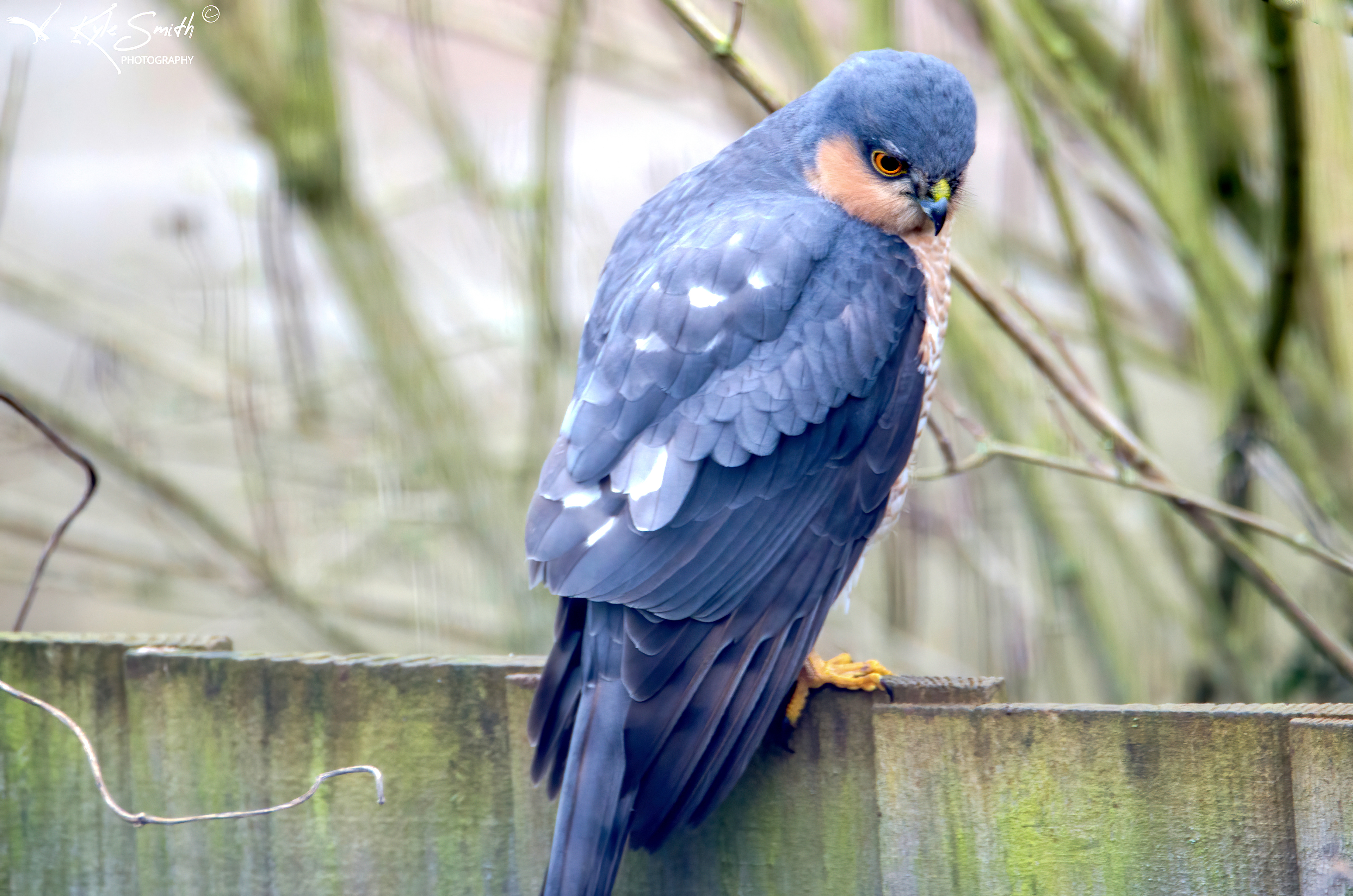 Sparrowhawk