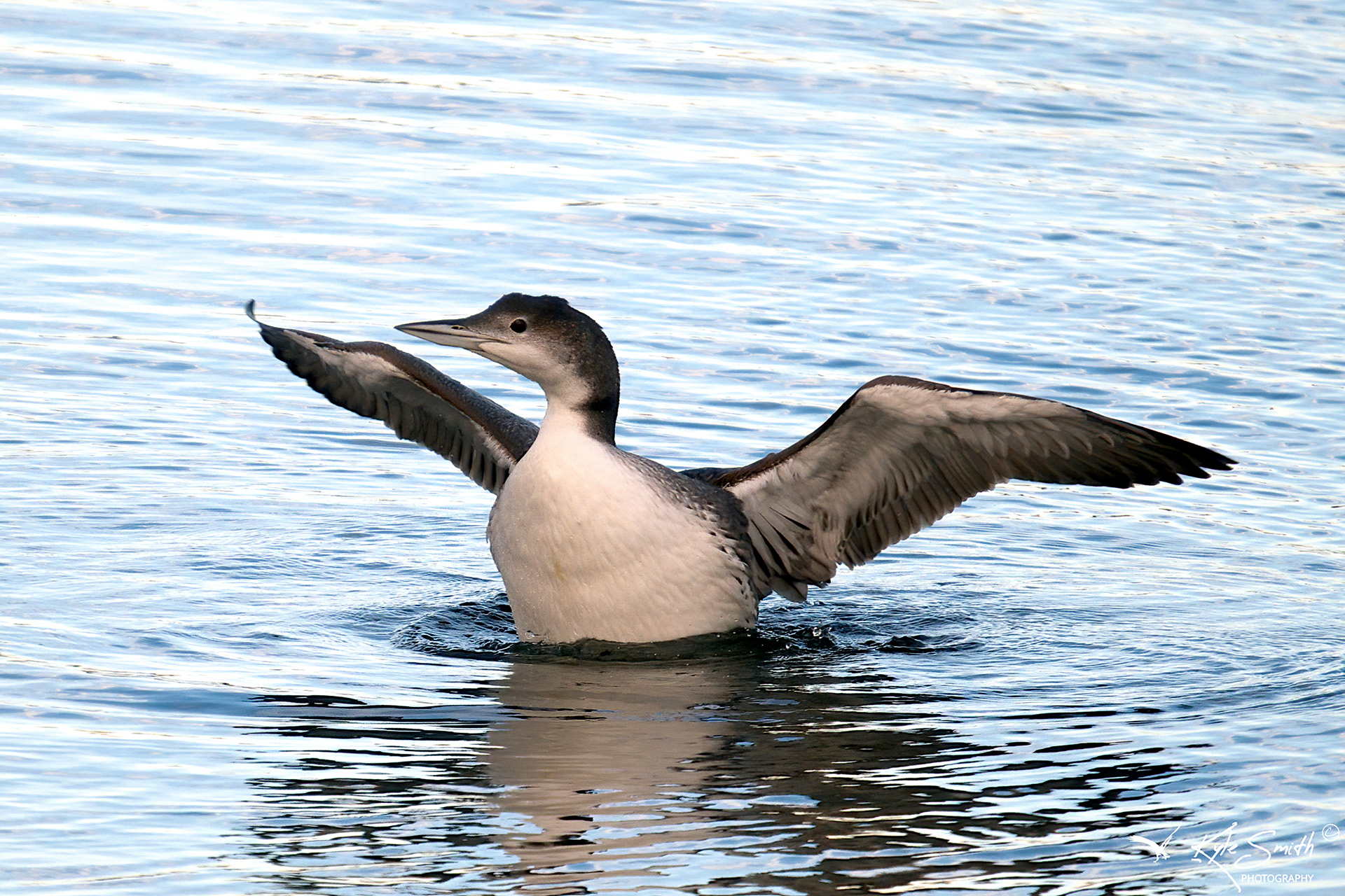 Great northern diver