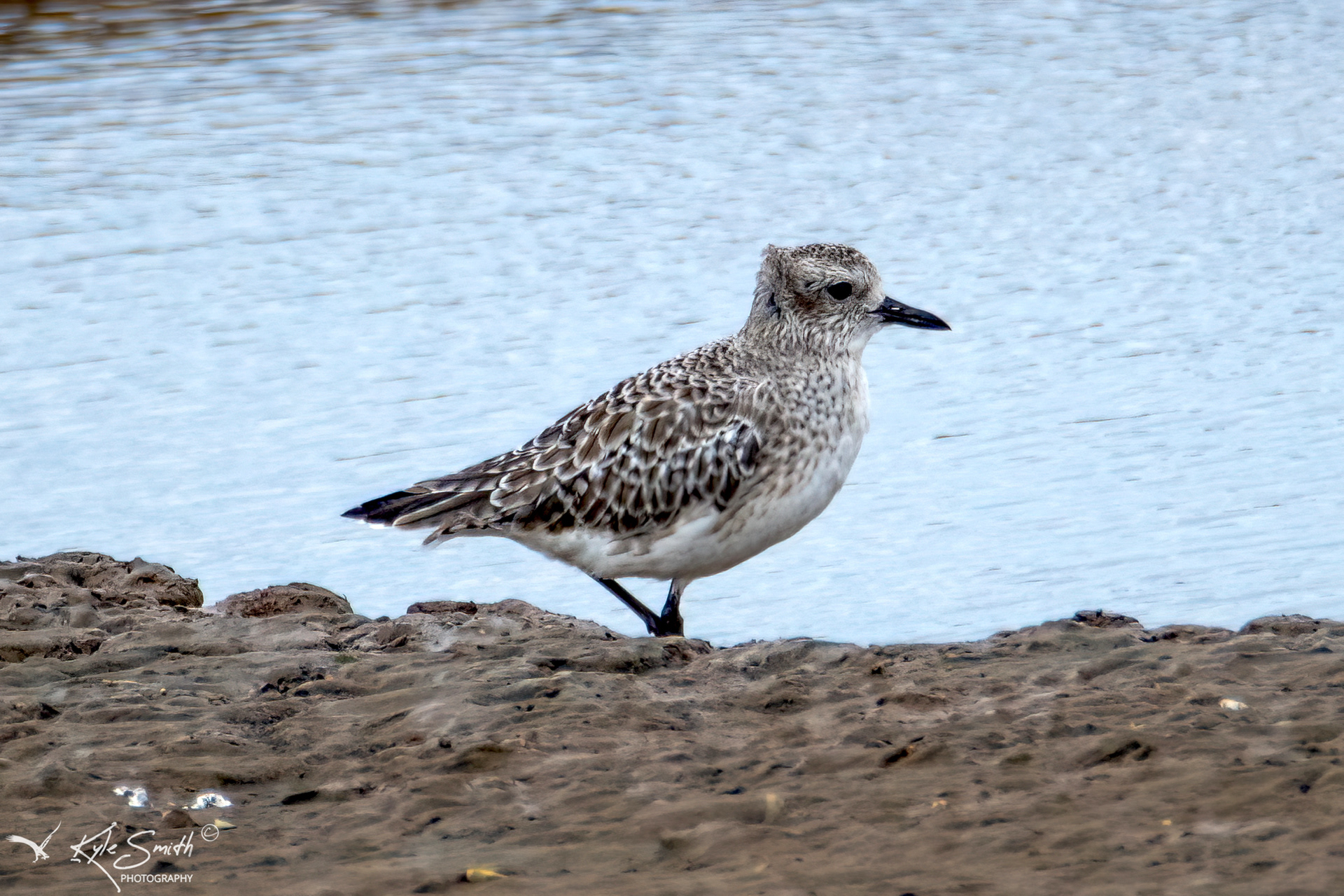 Grey plover