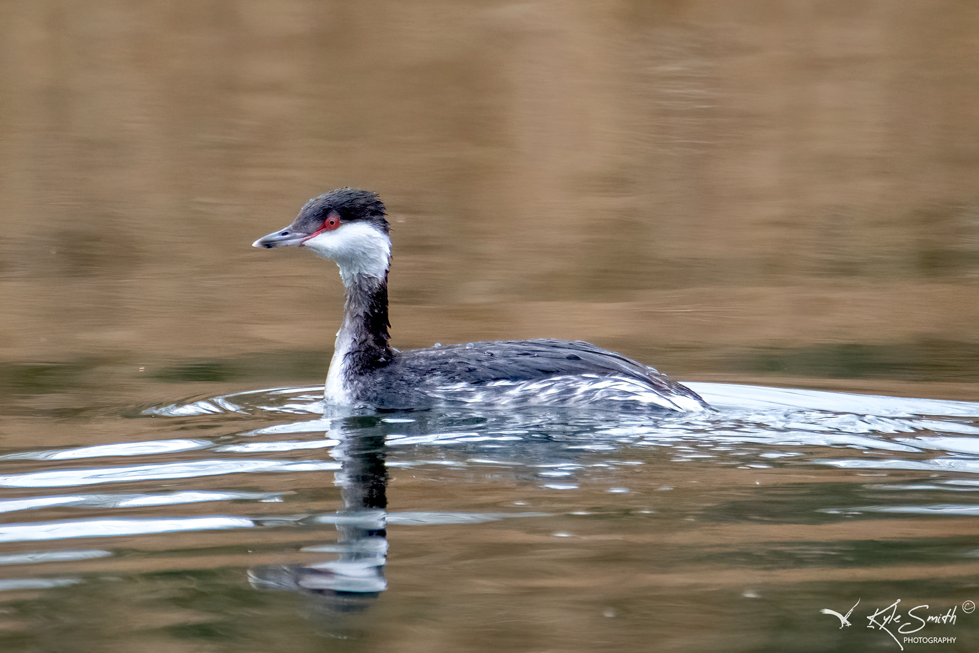 Slavonian grebe