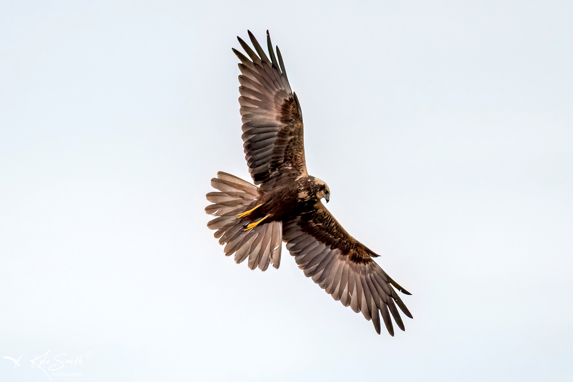 Marsh harrier