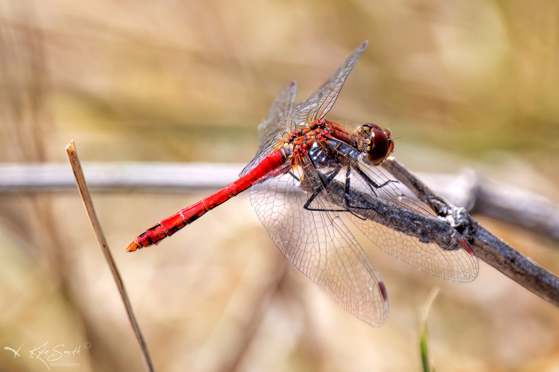Ruddy darter