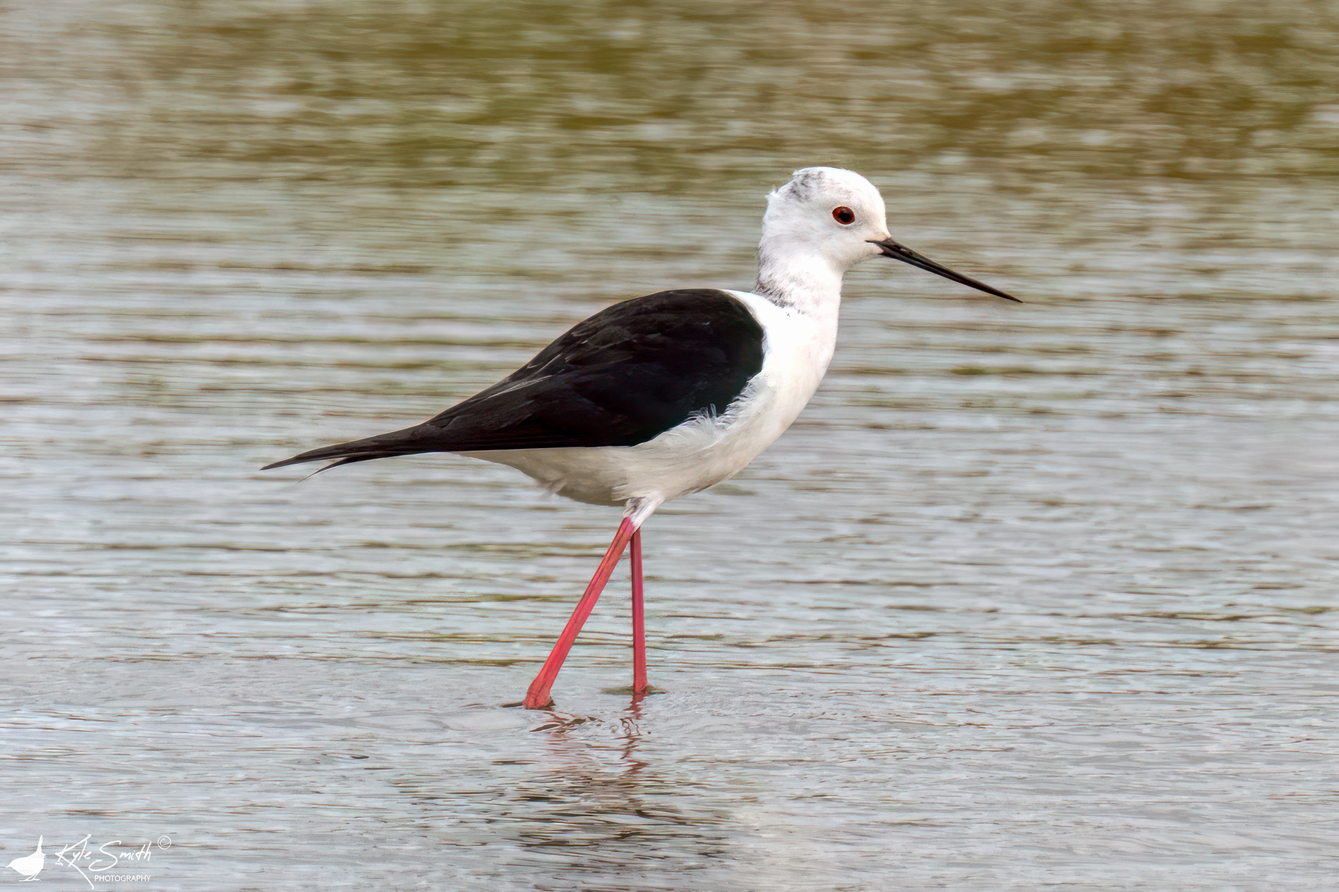Black-winged stilt
