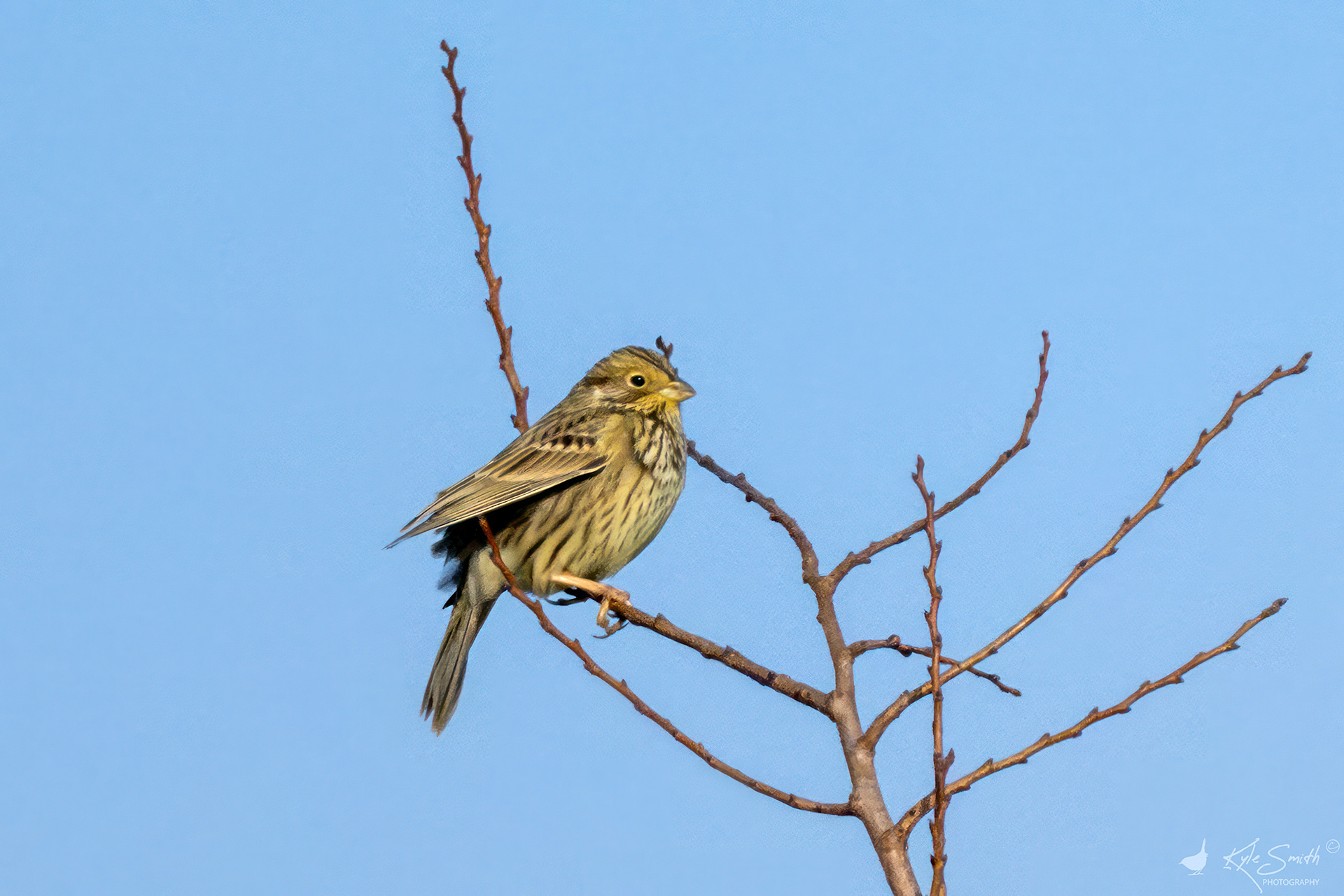 Corn bunting