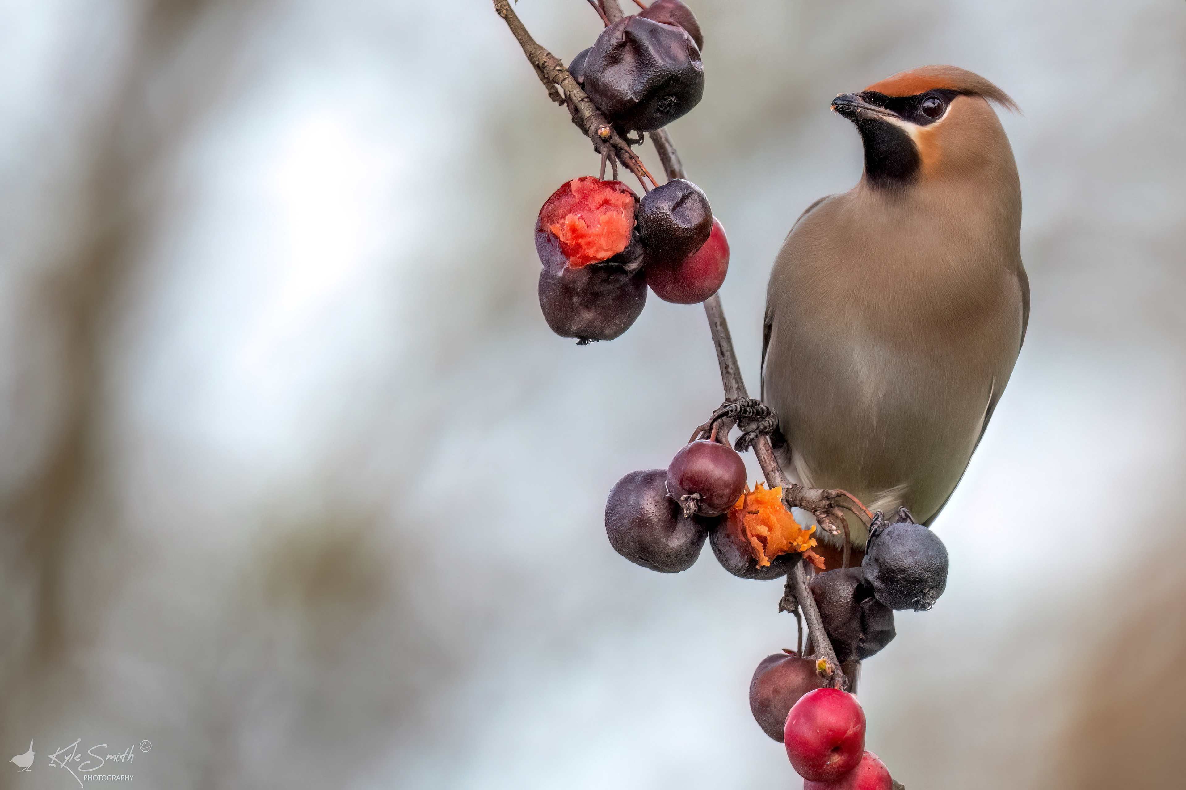 Waxwing