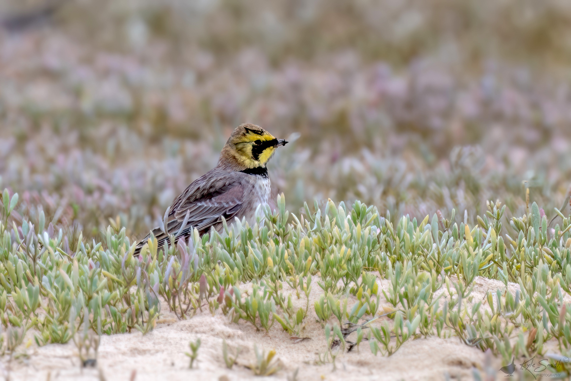 Shore lark