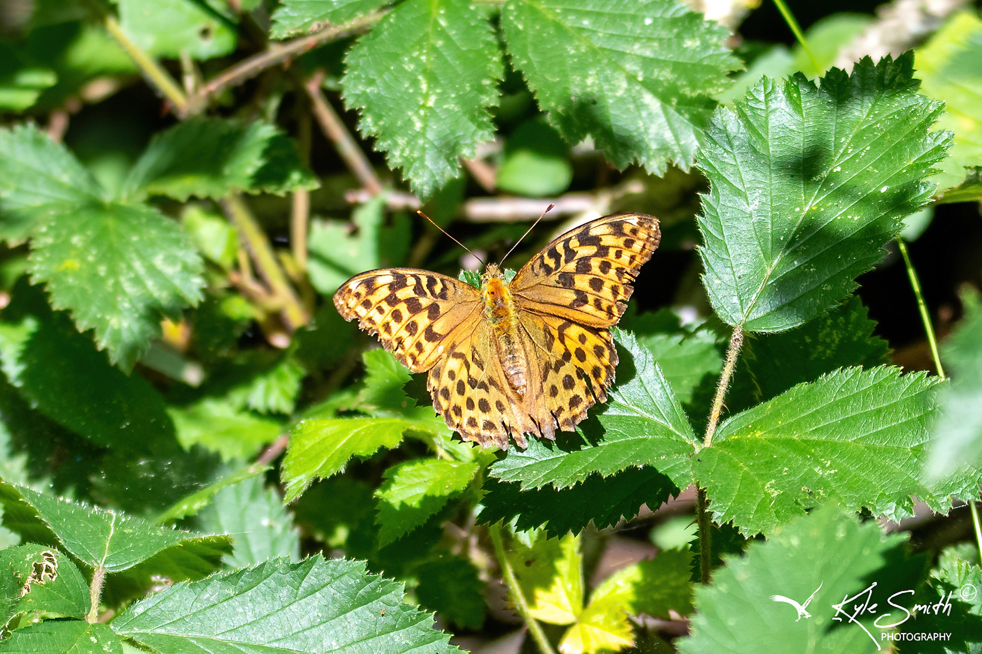 Silver-washed fritillary