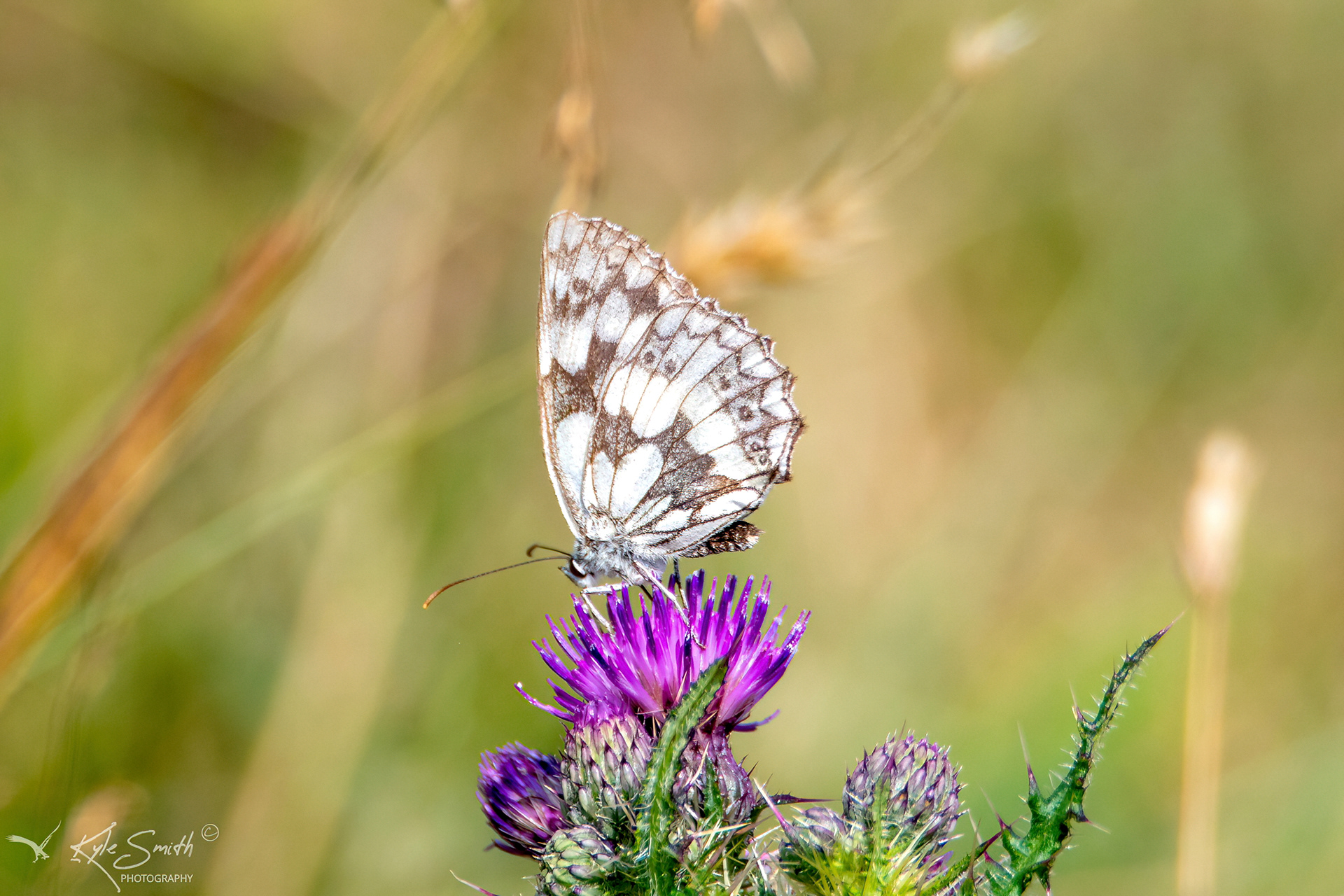 Marbled white