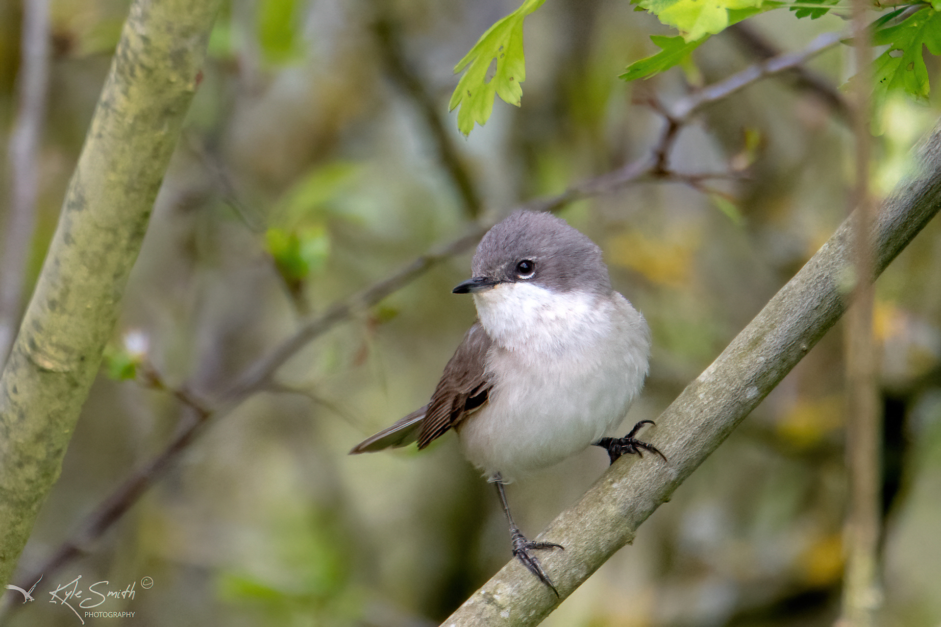 Lesser whitethroat