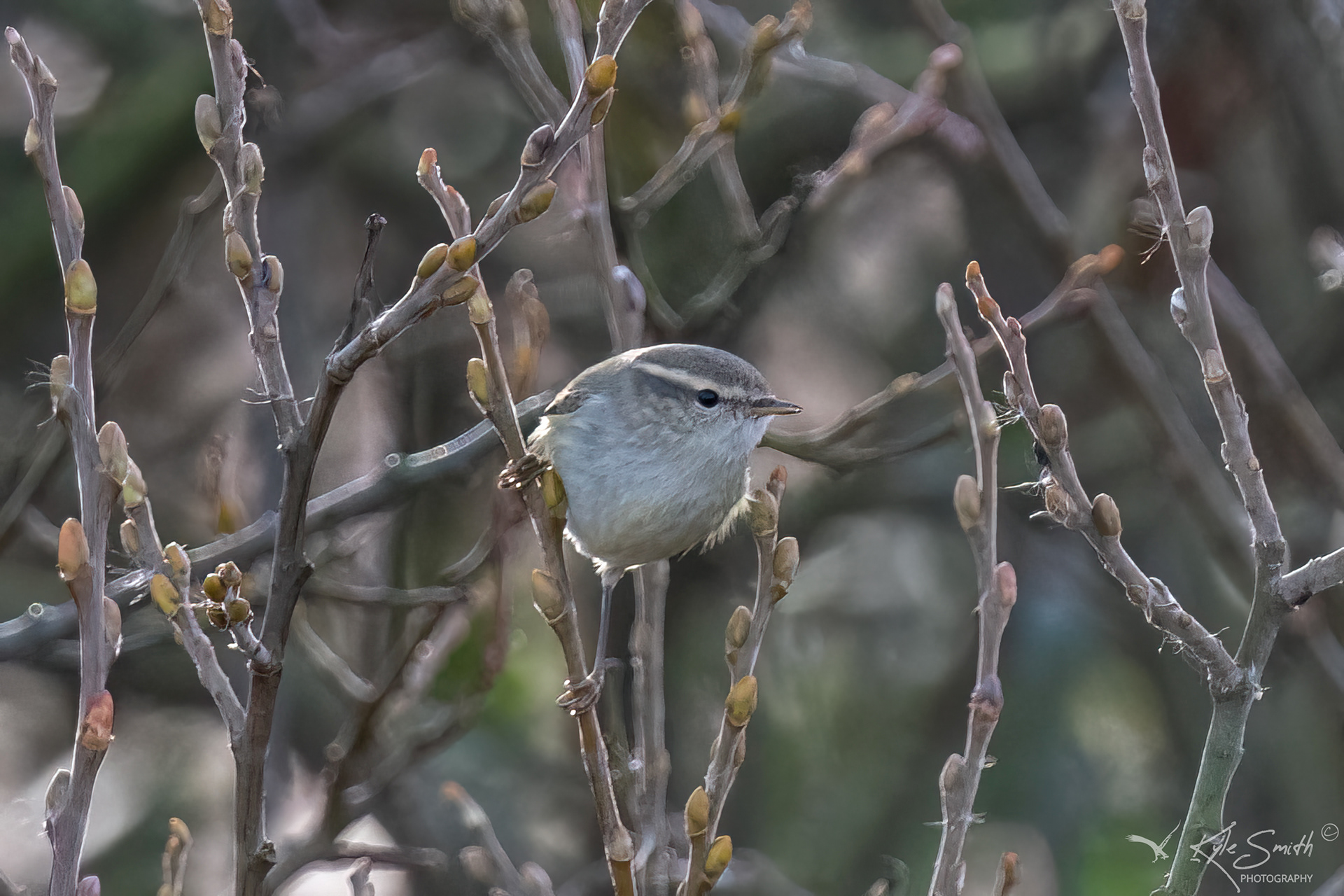 Hume's warbler