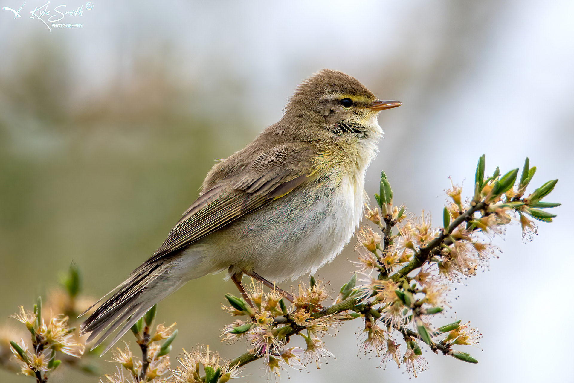 Willow warbler