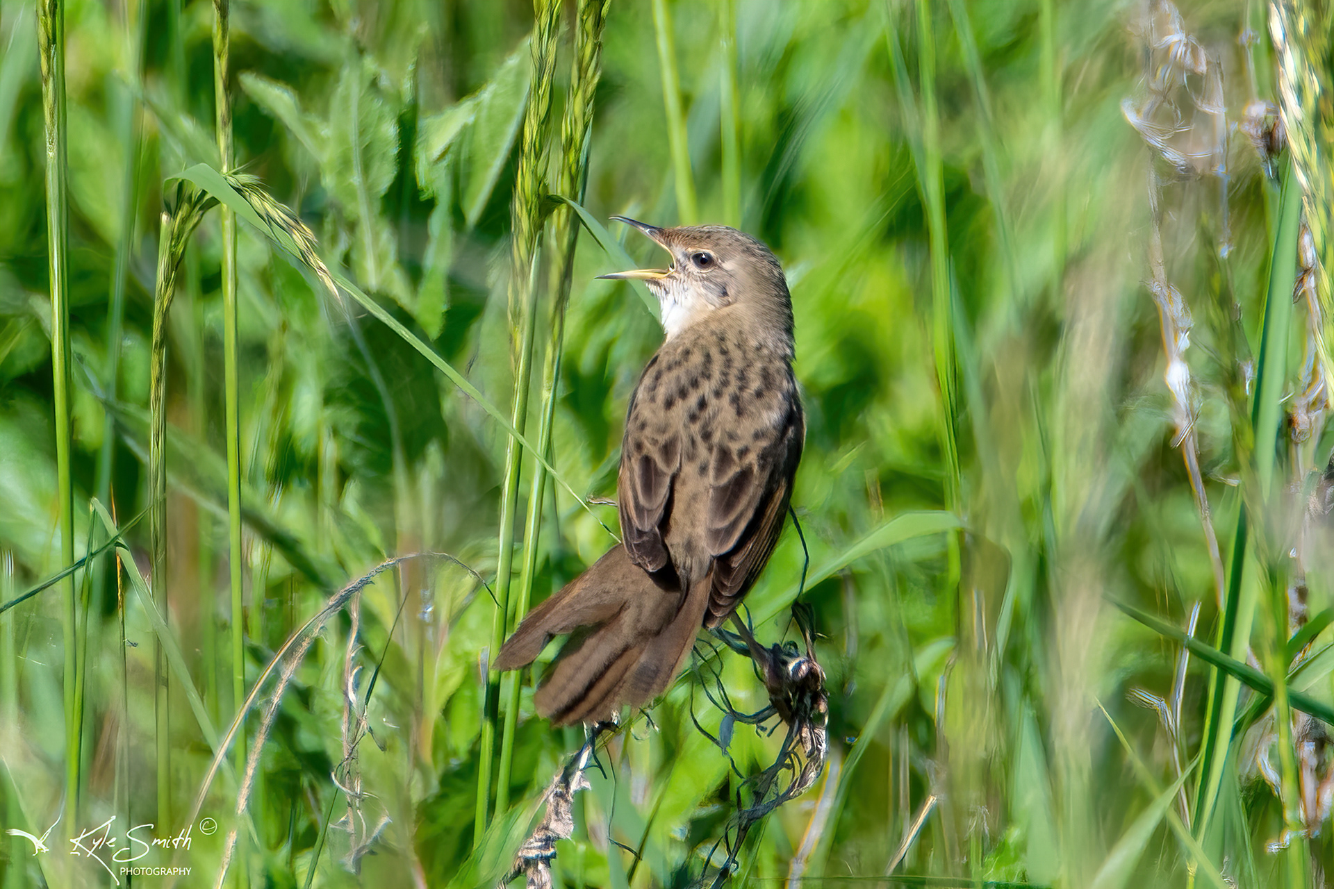 Grasshopper warbler