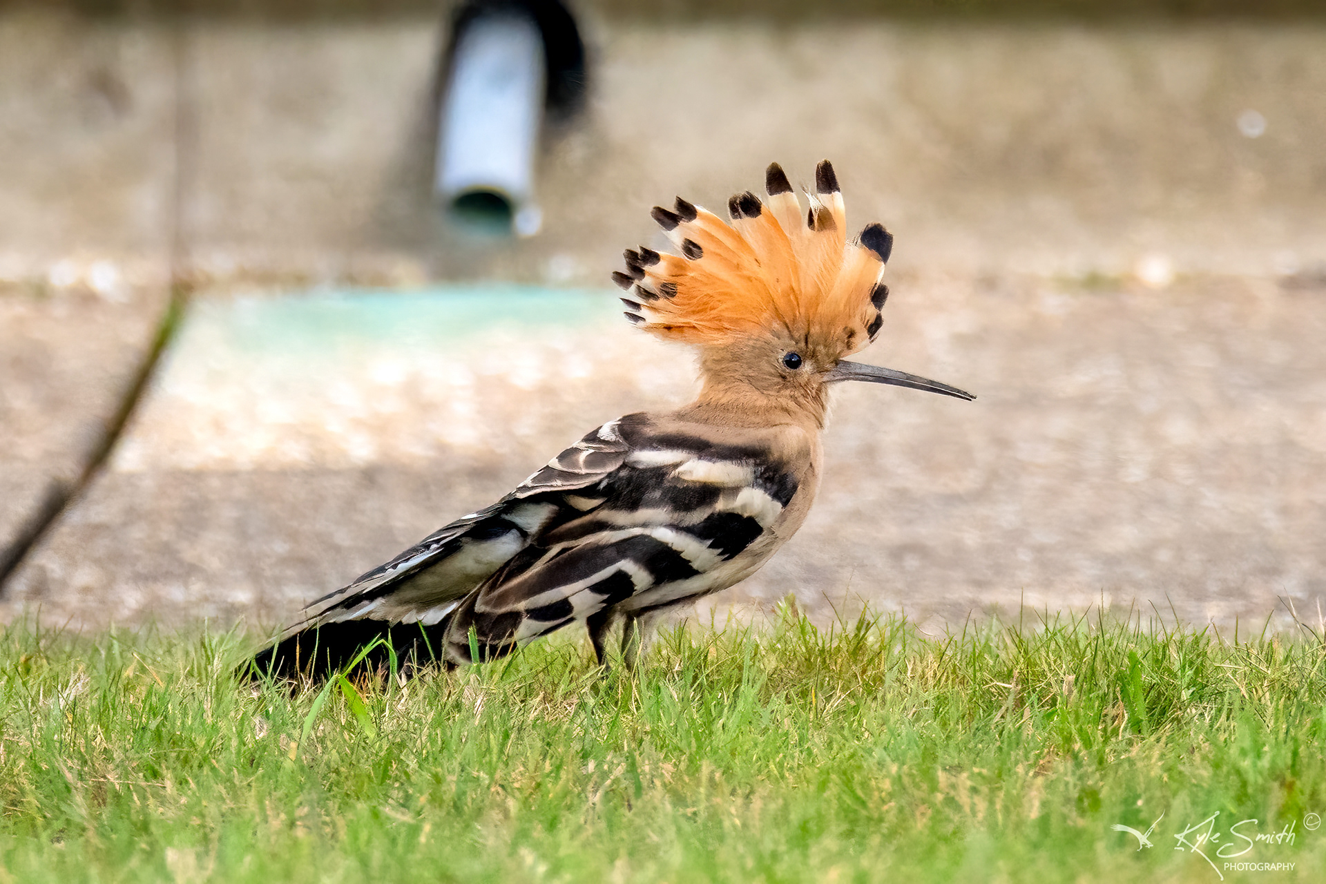 Hoopoe