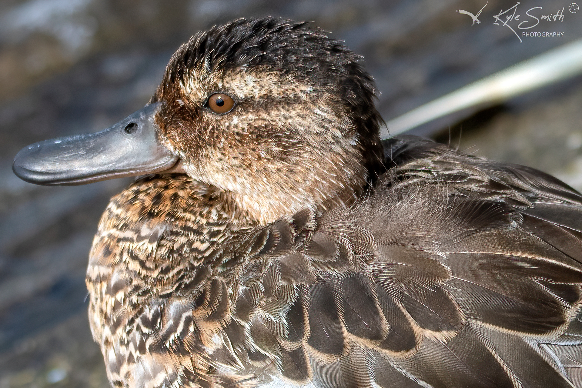 Garganey