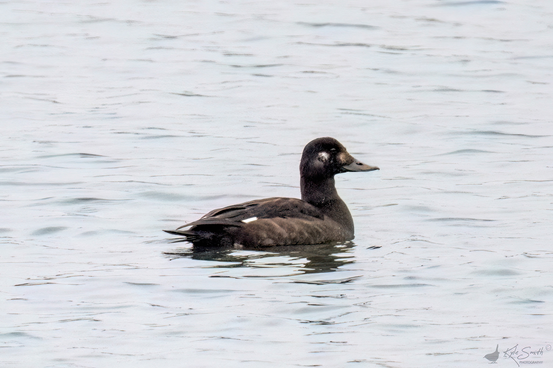Velvet scoter