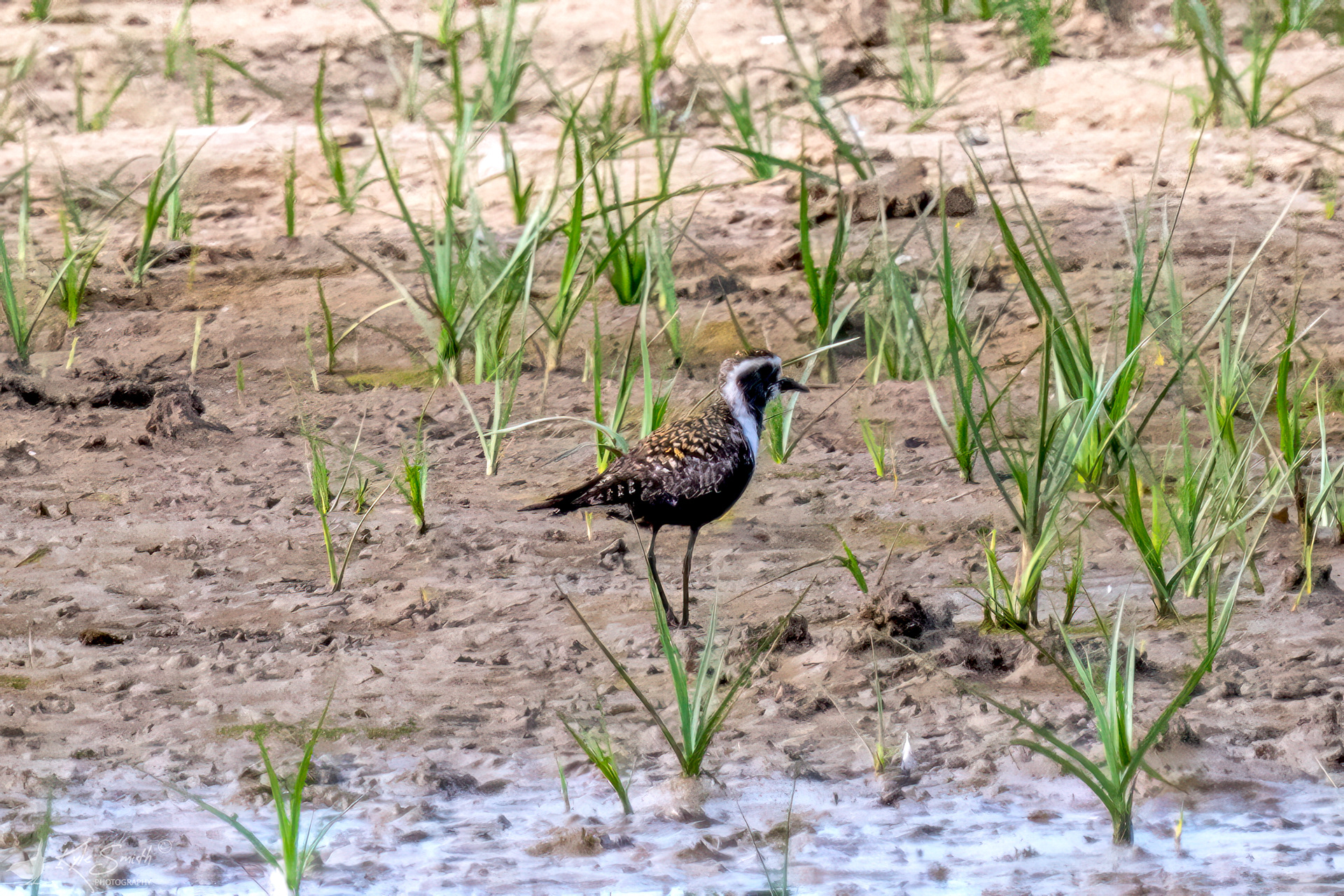 American golden plover