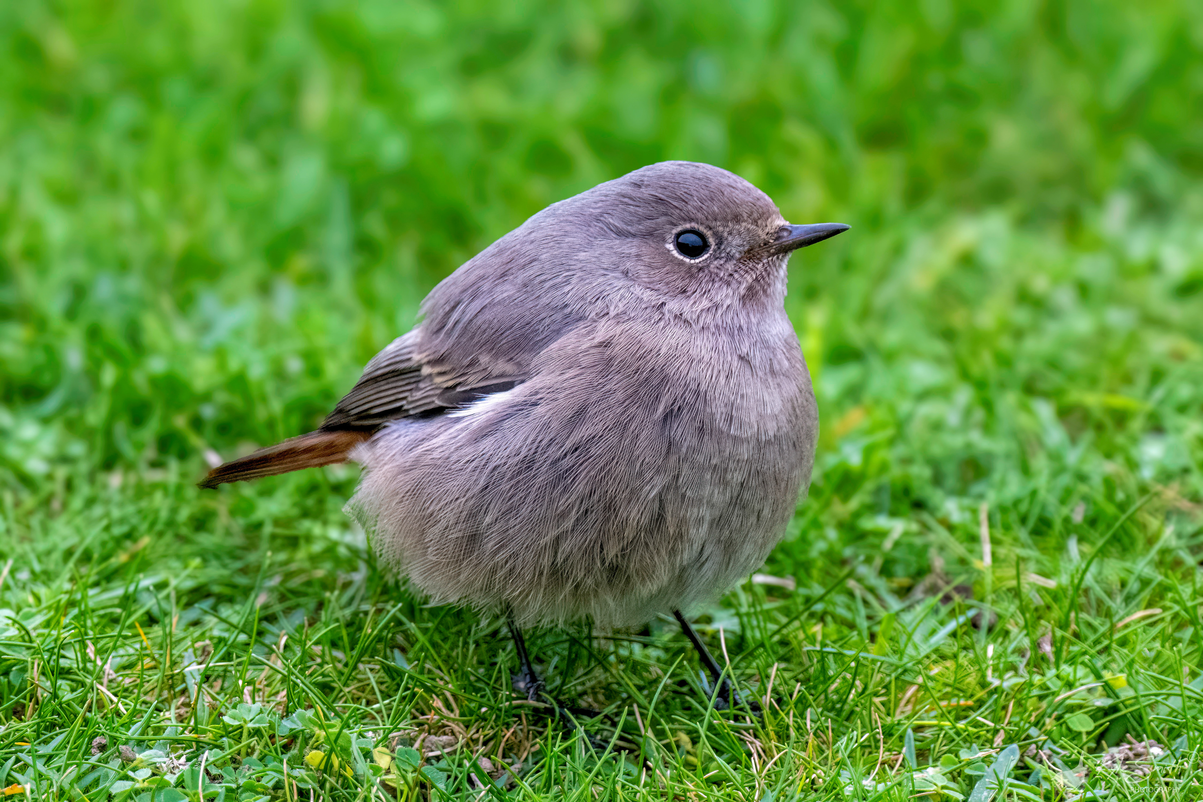 Black redstart