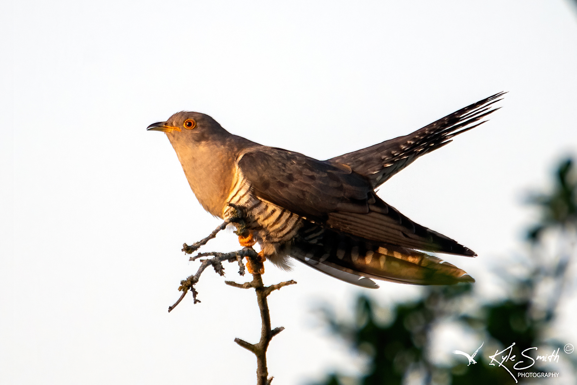Cuckoo