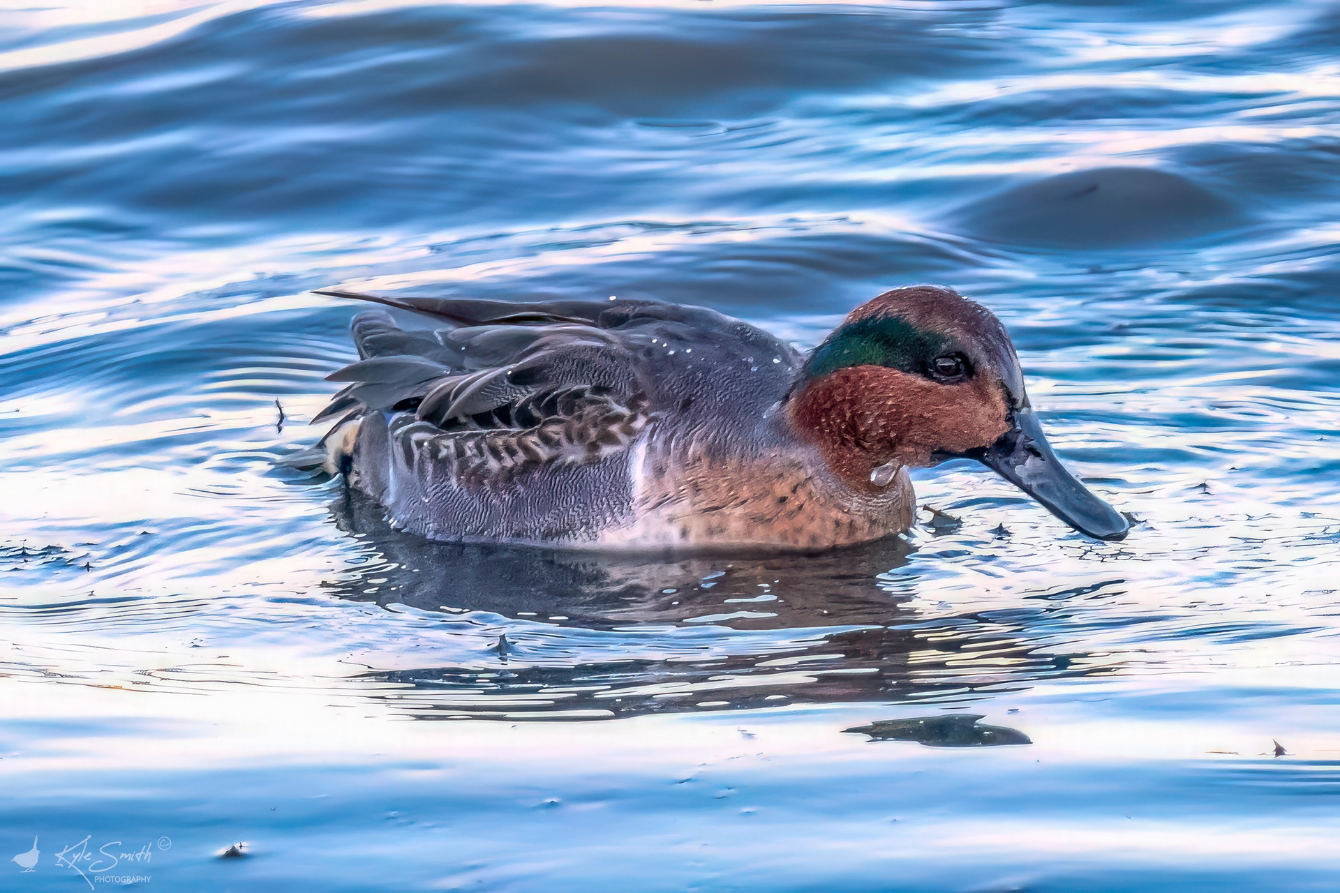 Green-winged teal