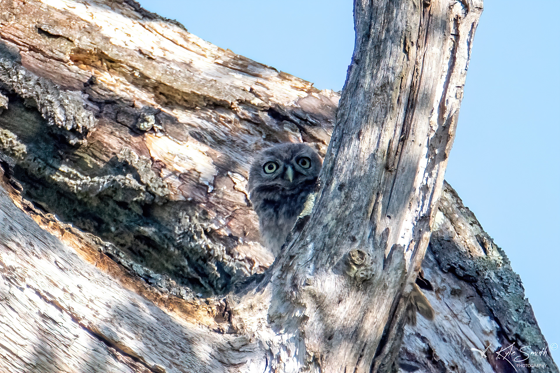 Little owl