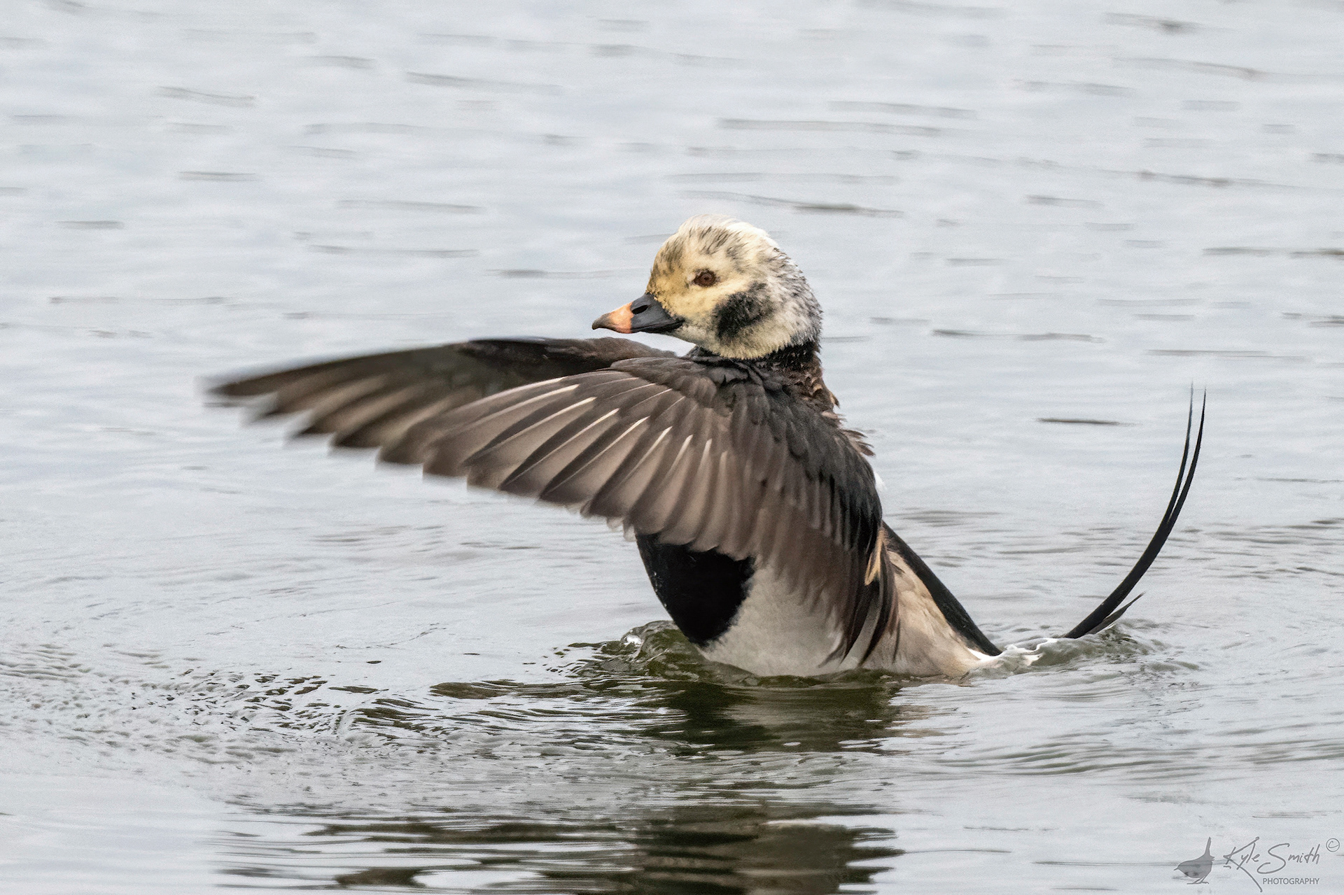Long-tailed duck