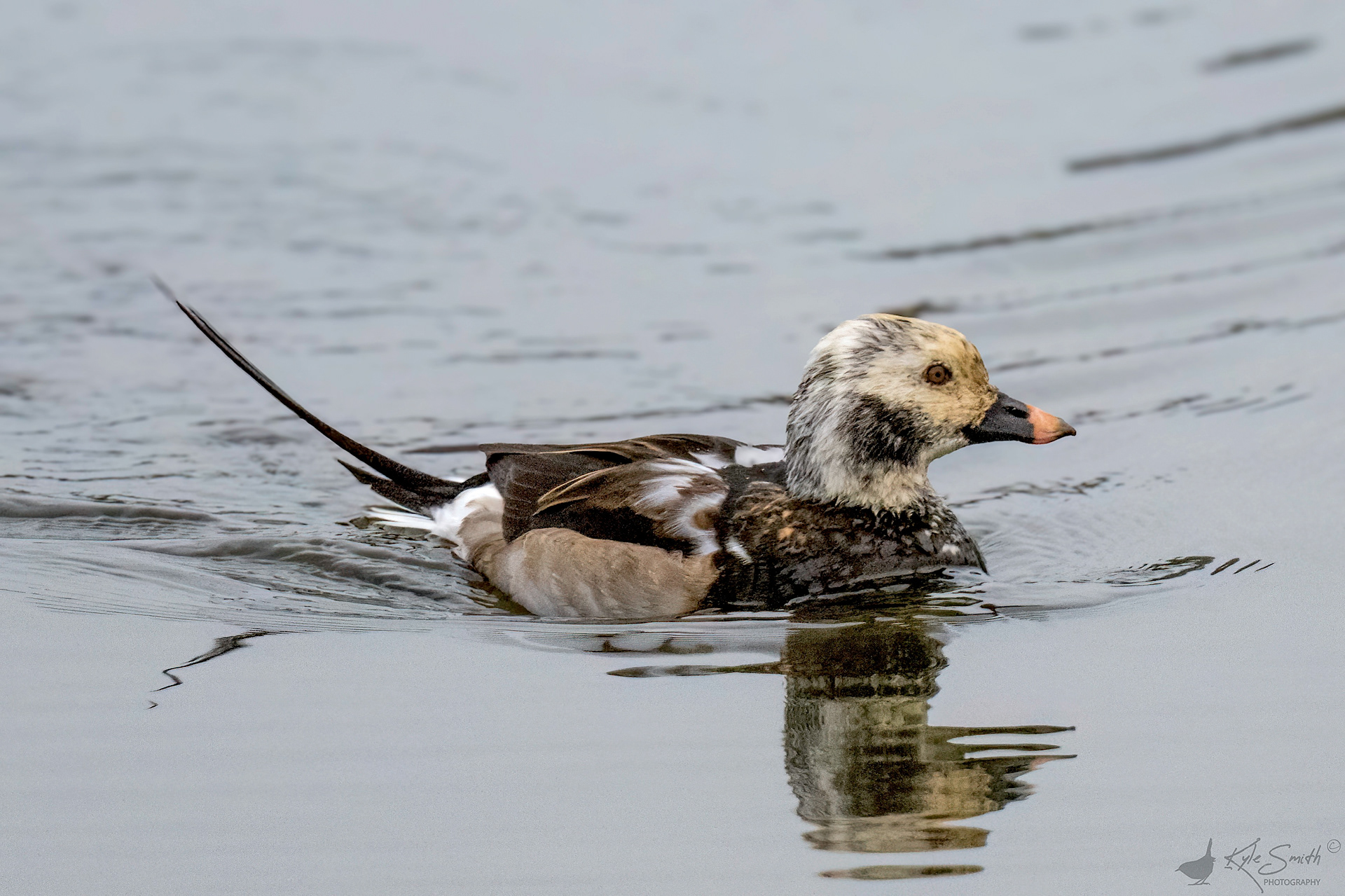 Long-tailed duck