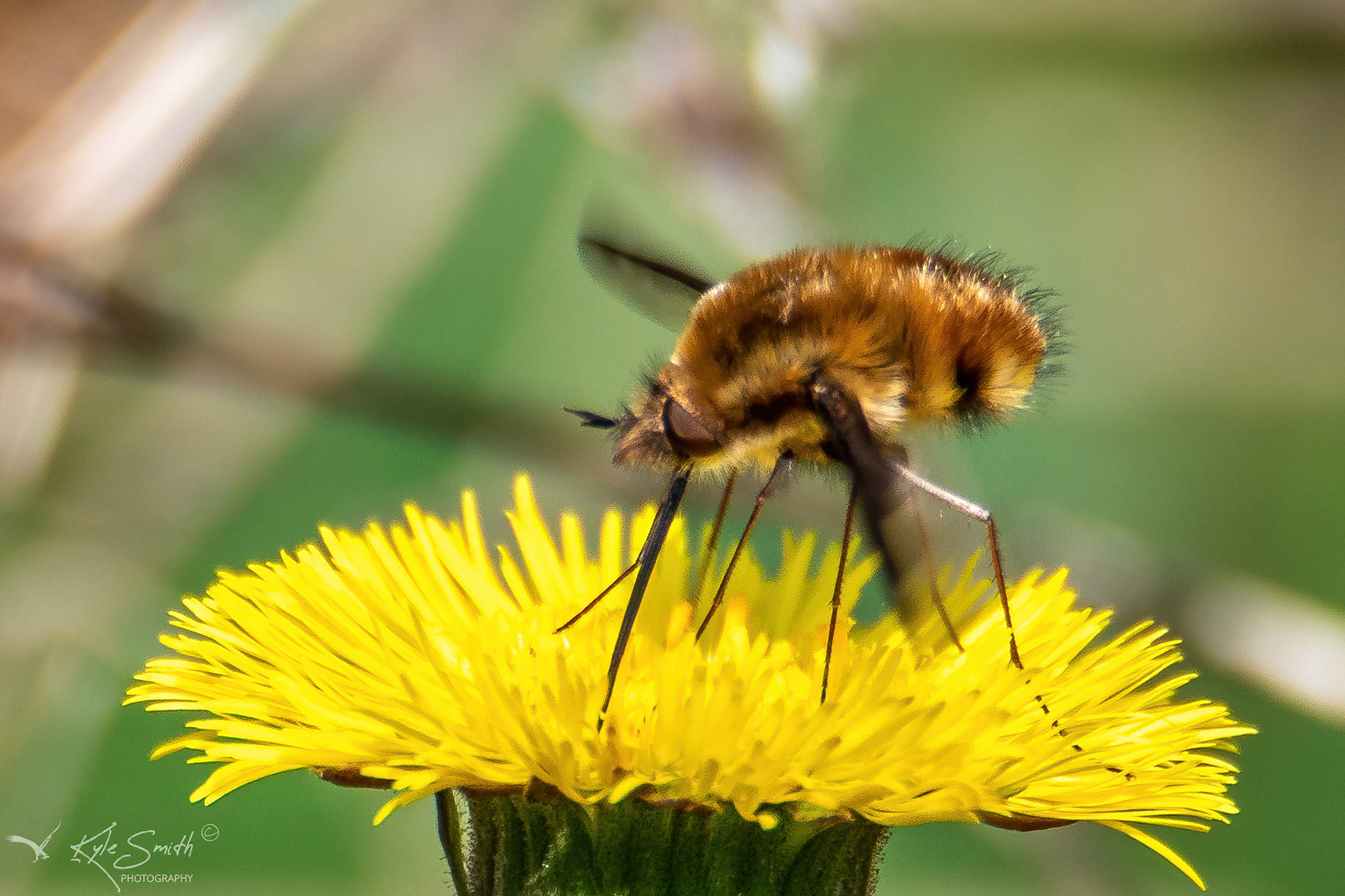 Dark-edged bee-fly
