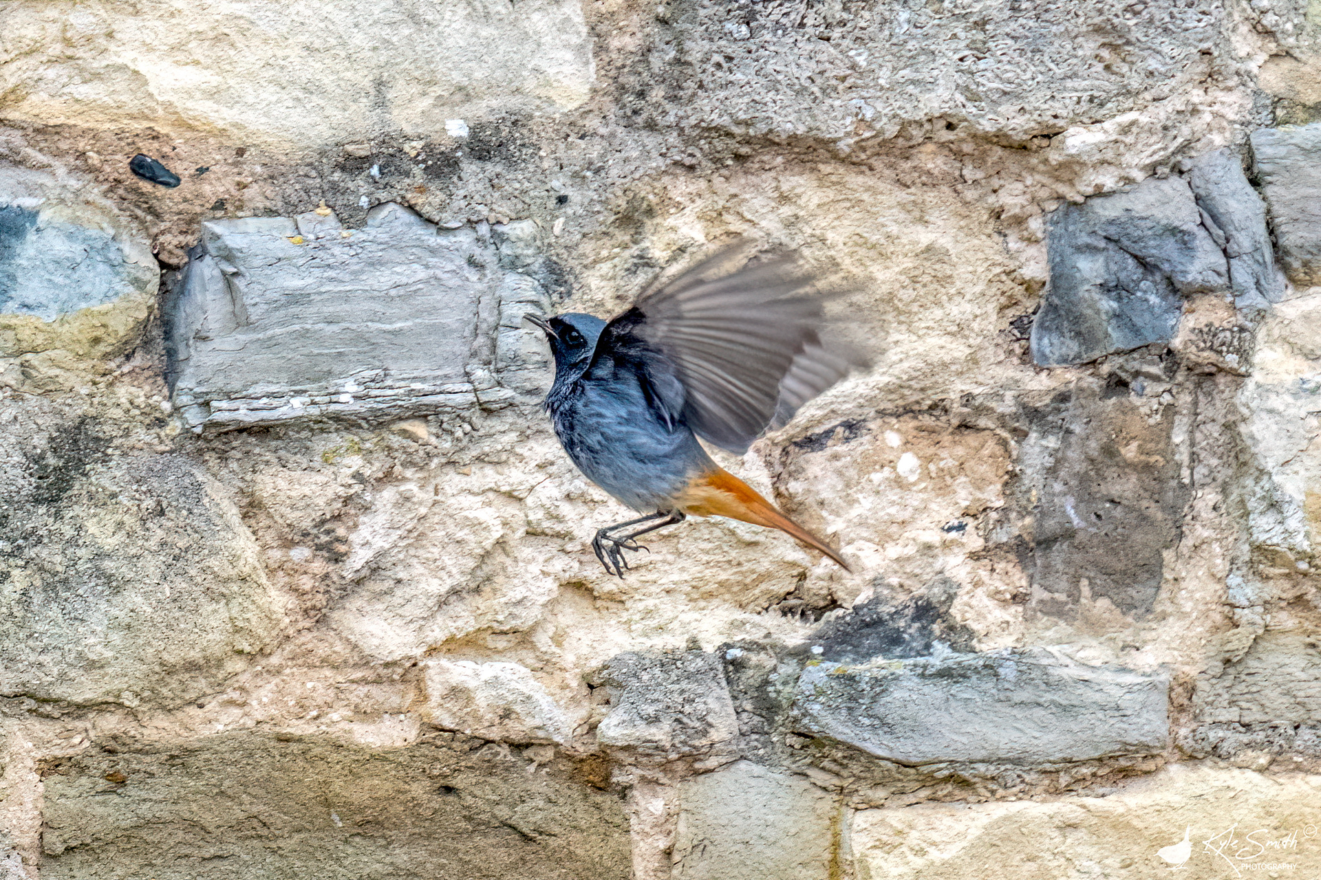 Black redstart