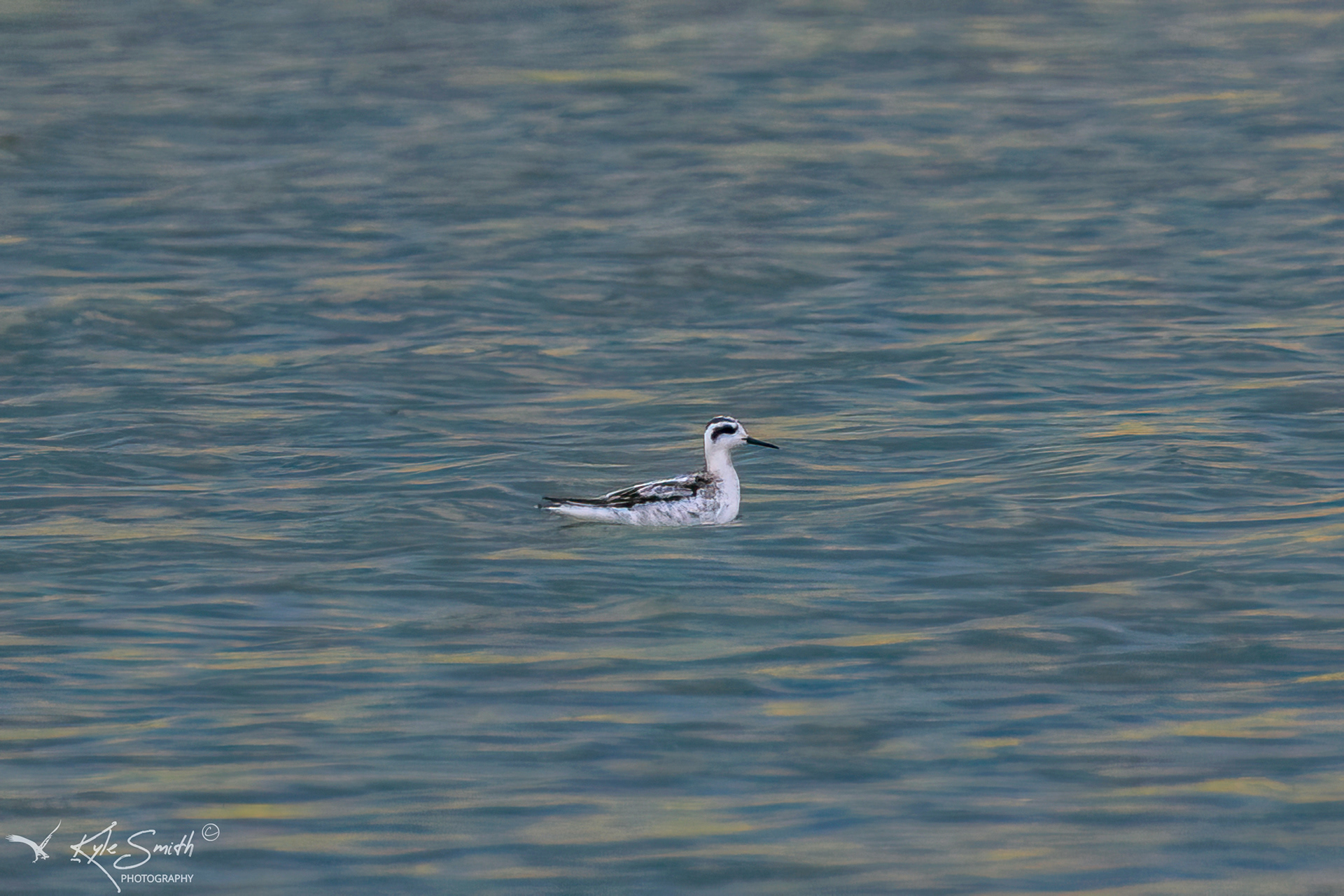 Red-necked phalarope
