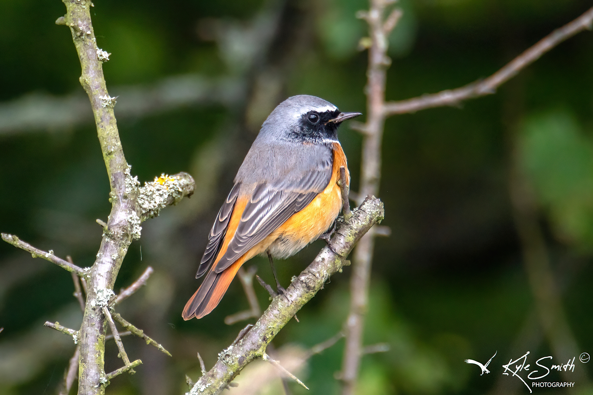 Common redstart