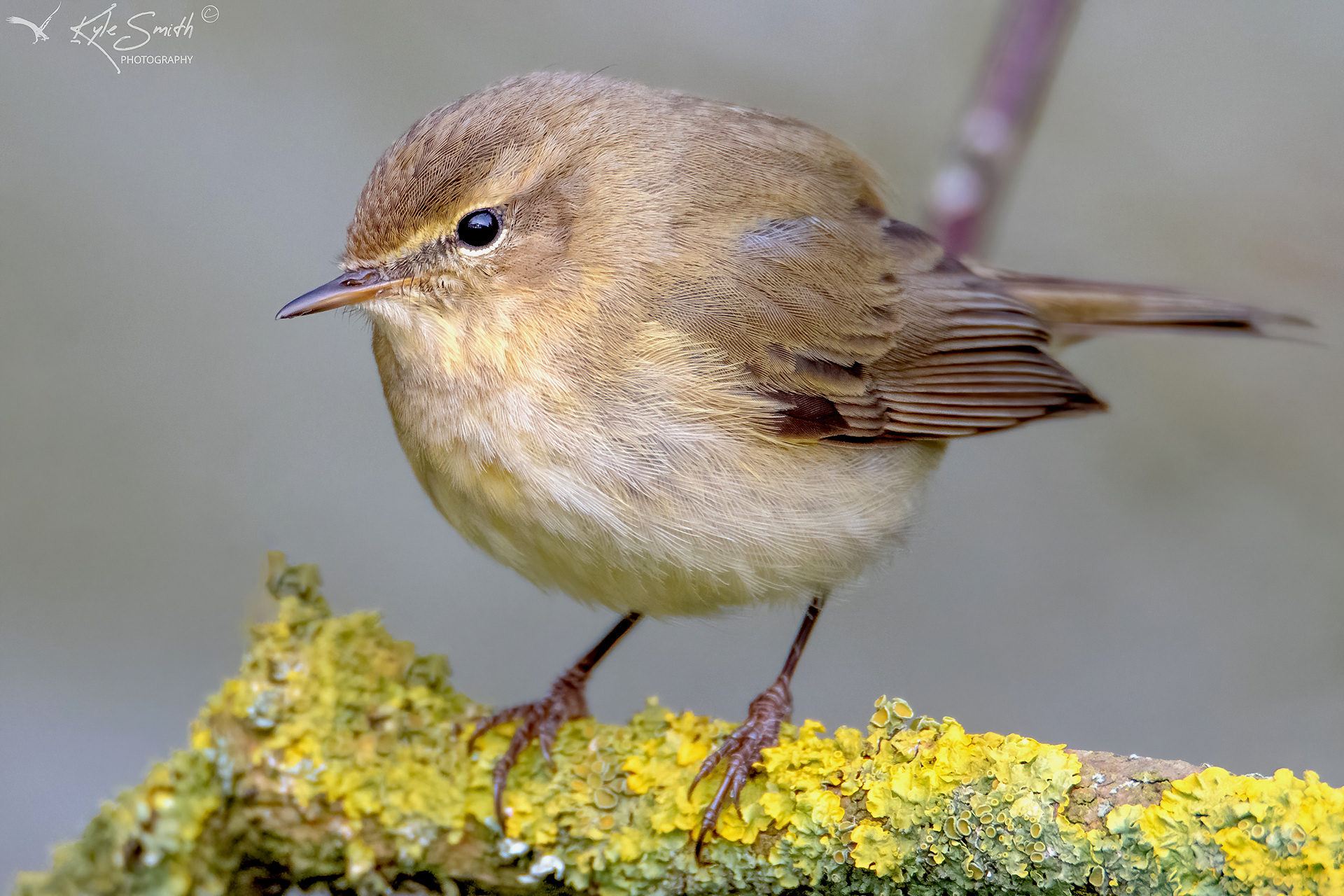 Chiffchaff