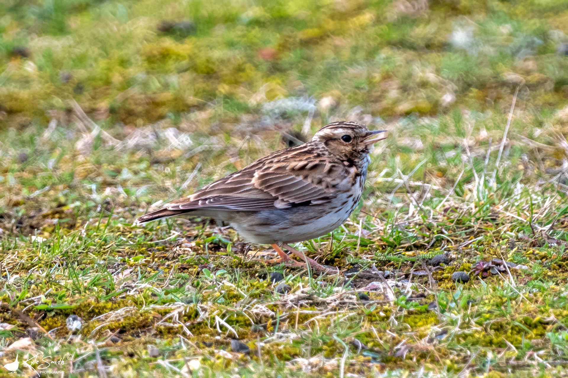 Woodlark