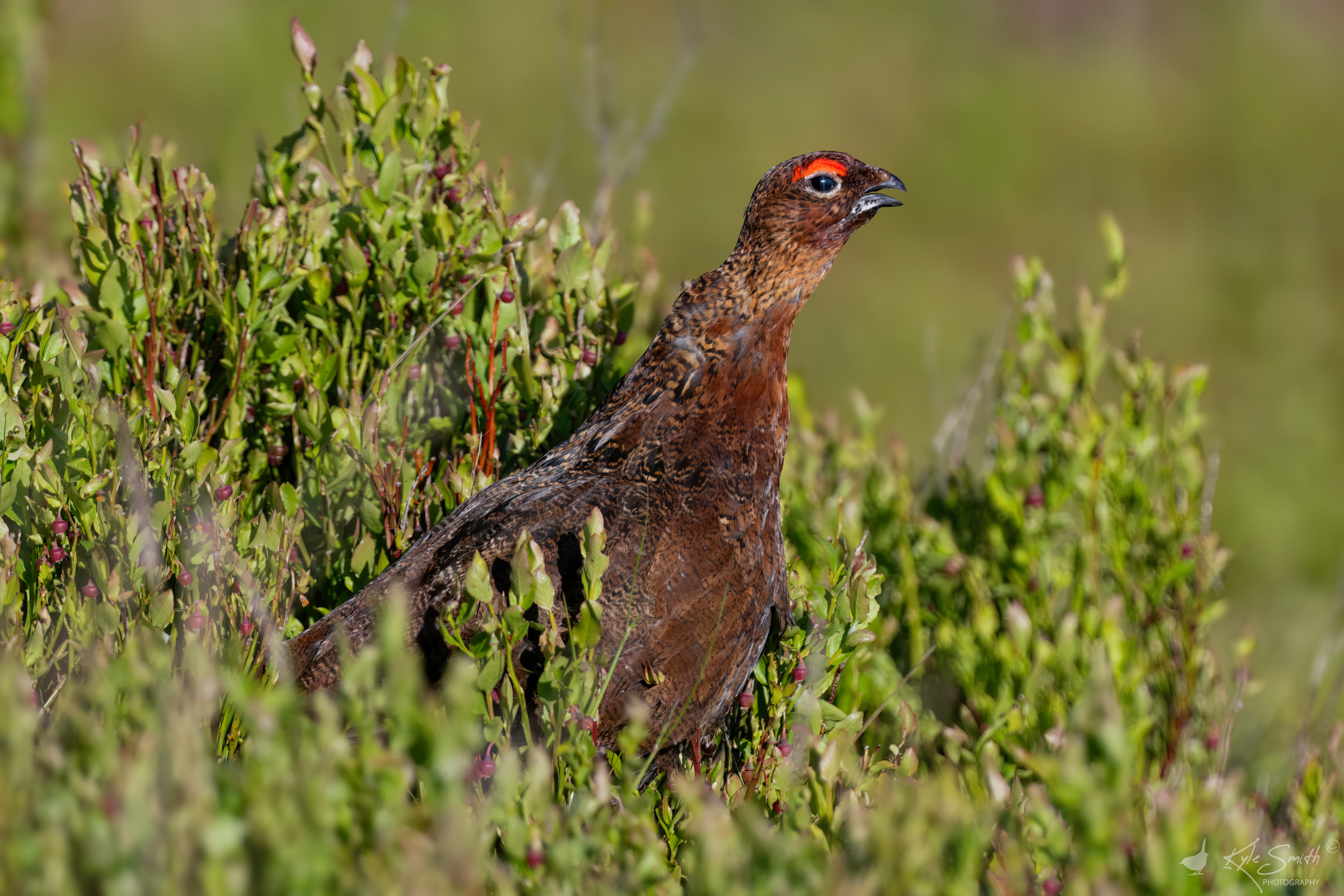 Red grouse