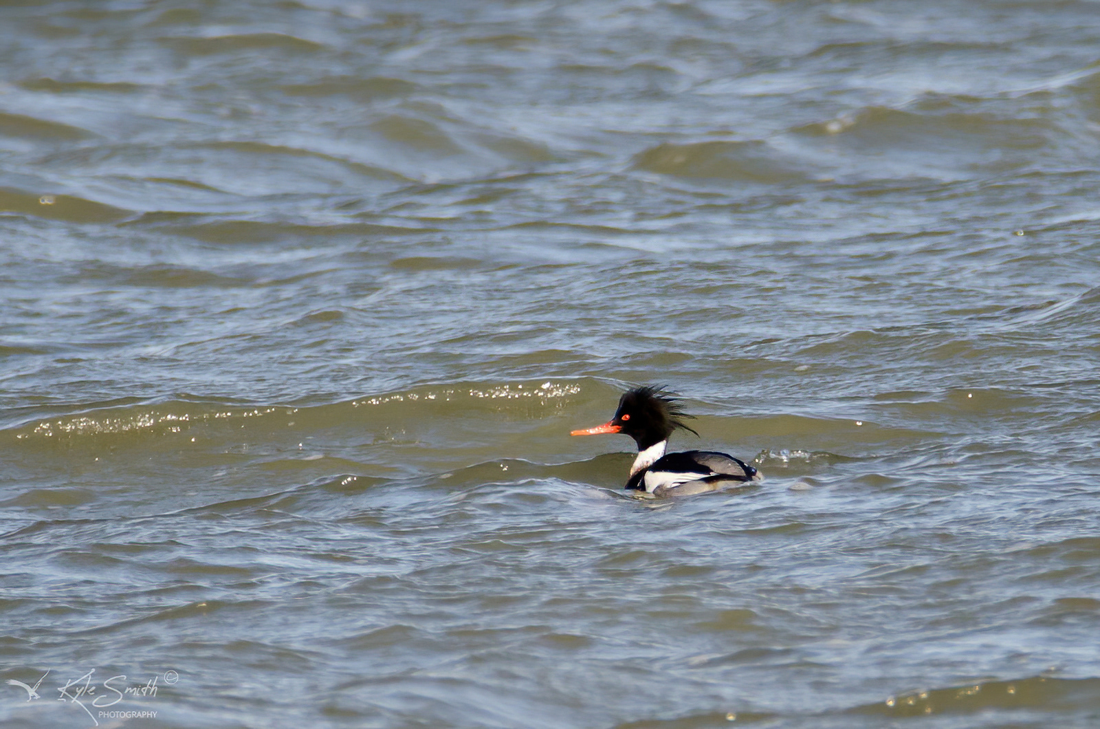 Red-breasted merganser