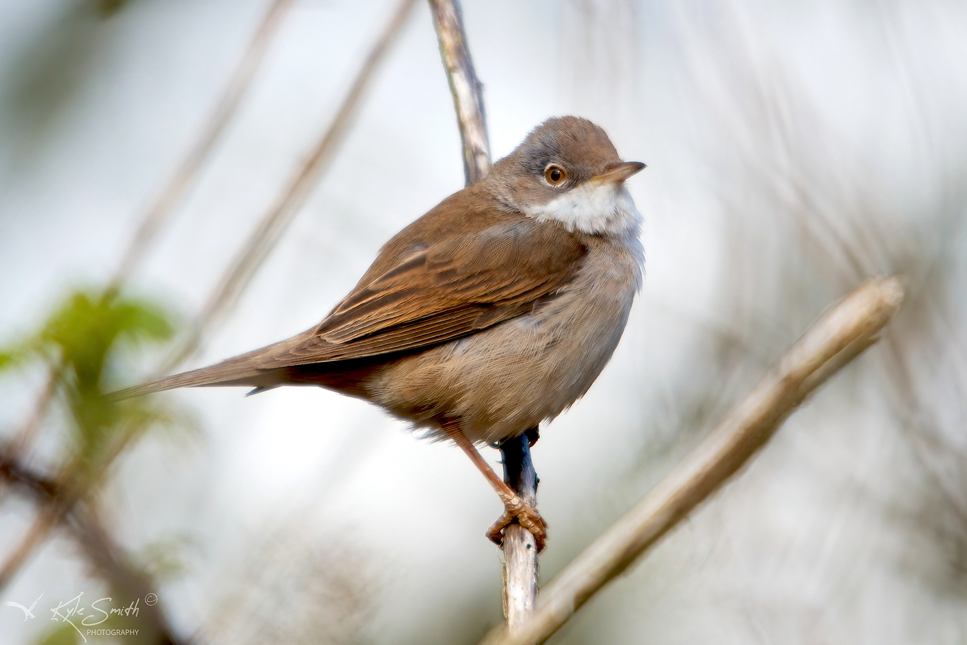 Common whitethroat