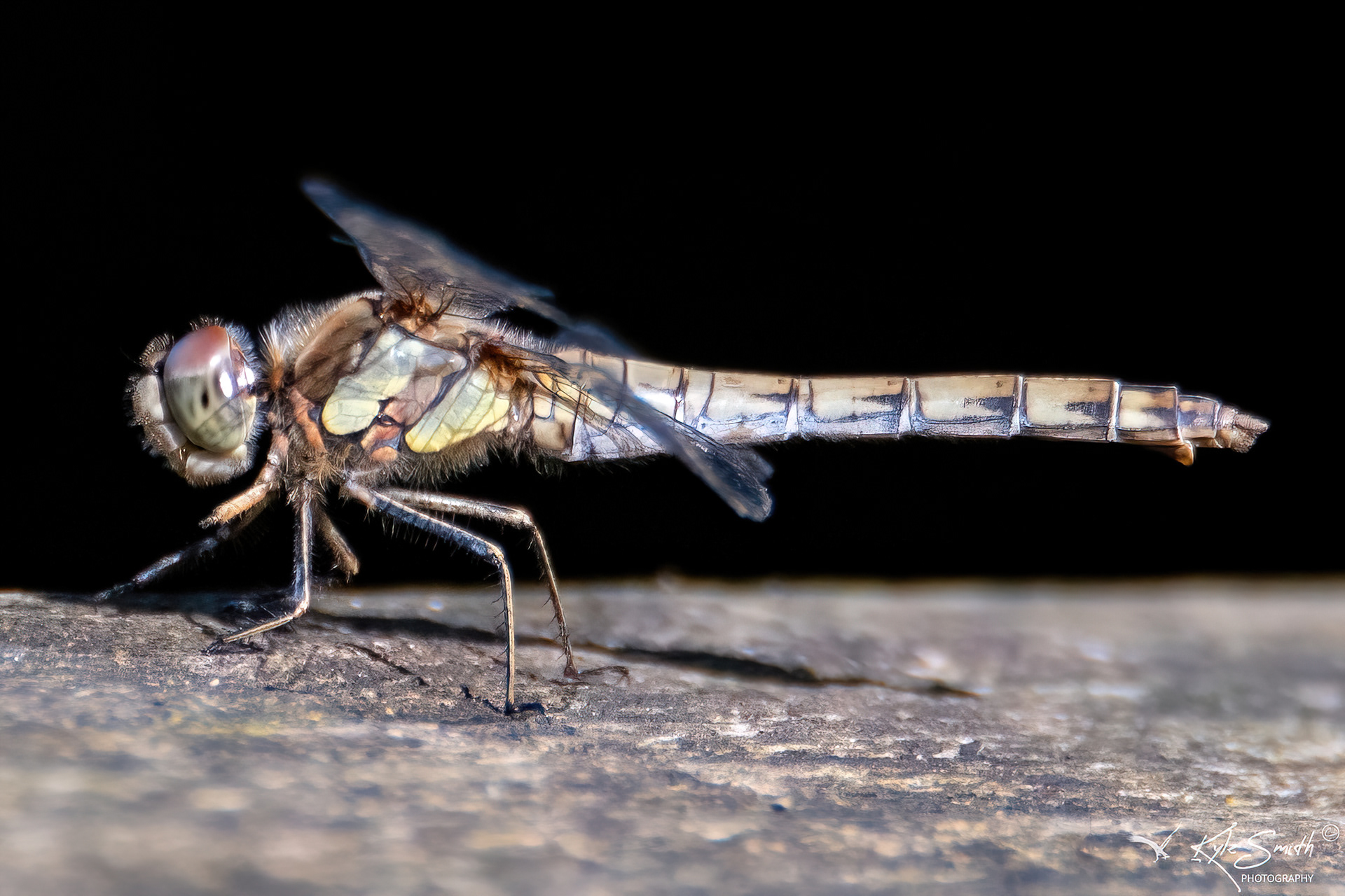 Common darter