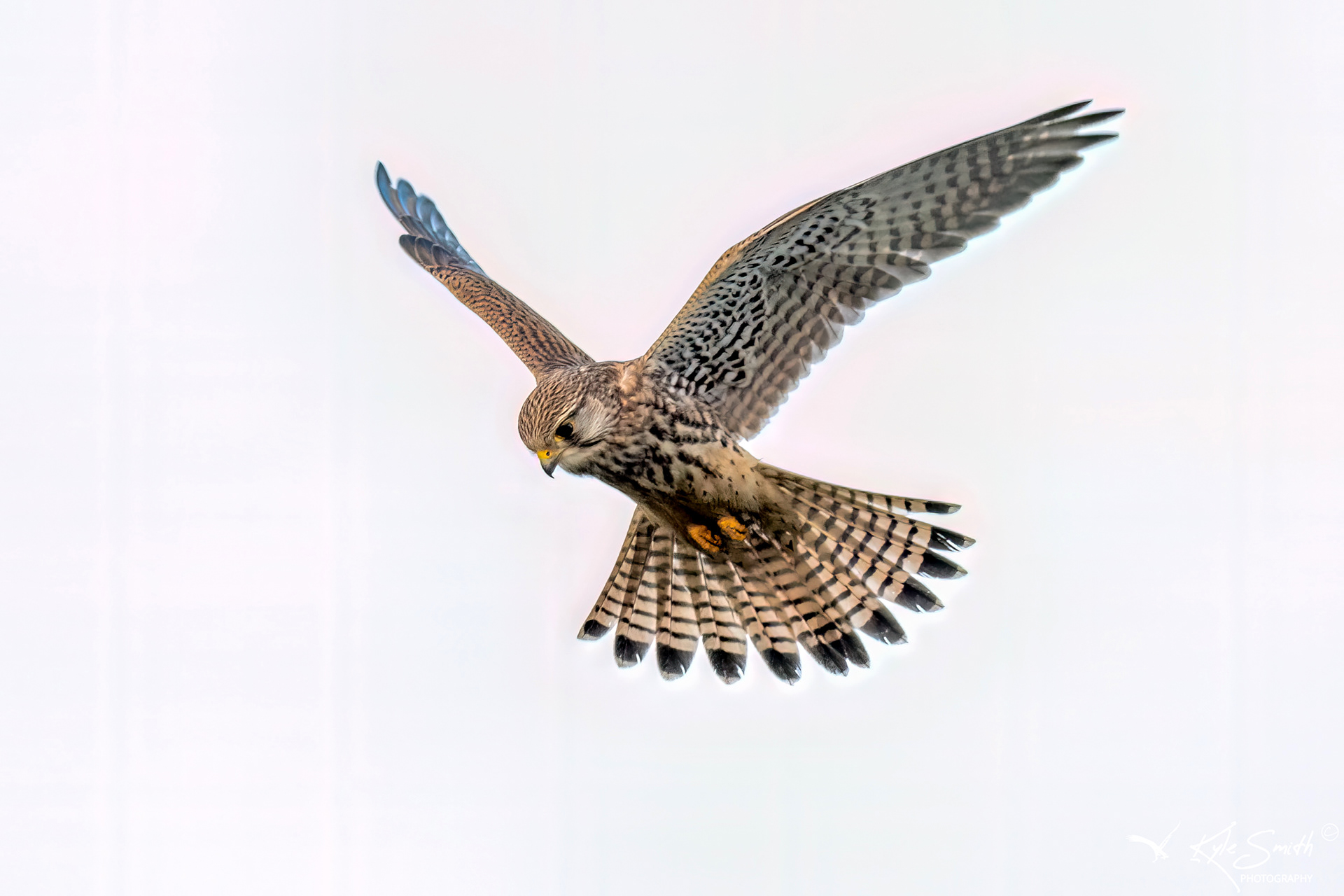 Kestrel