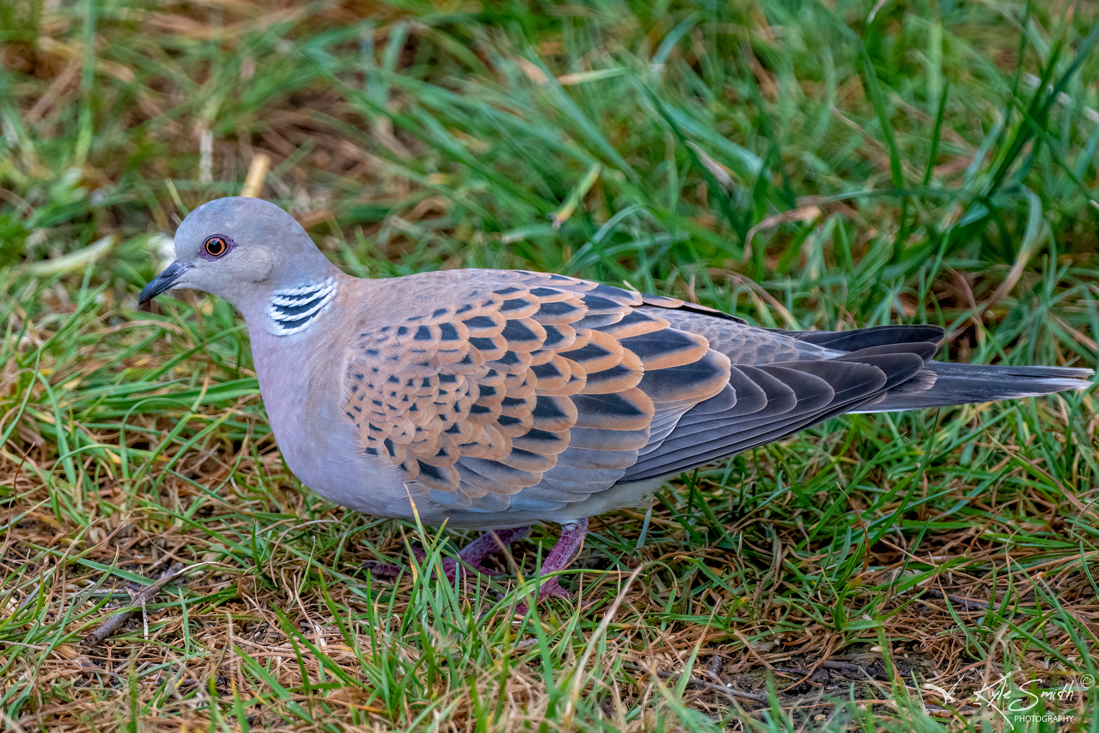 Turtle dove