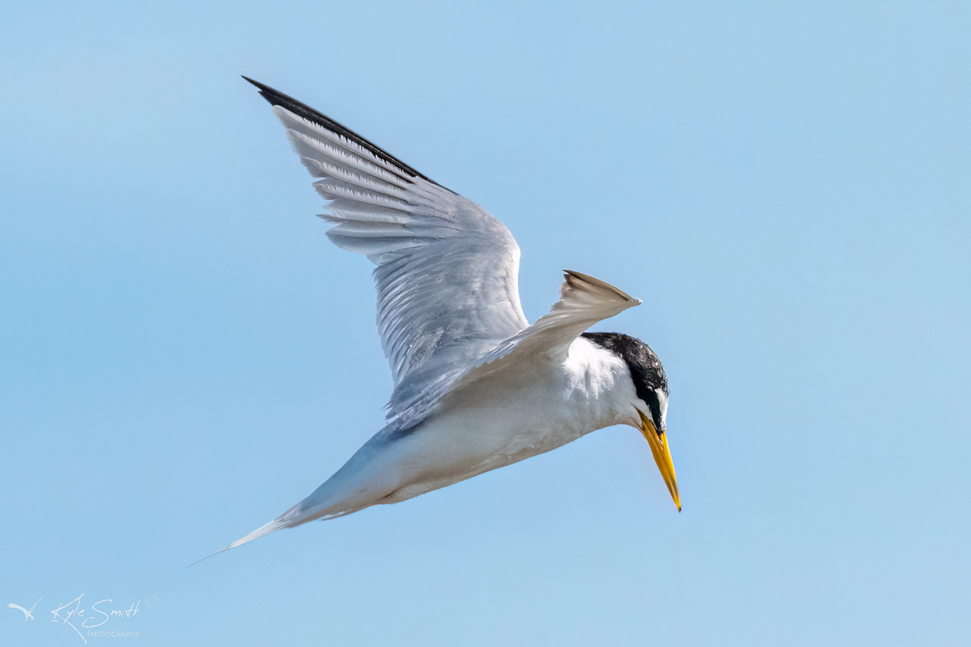 Little tern