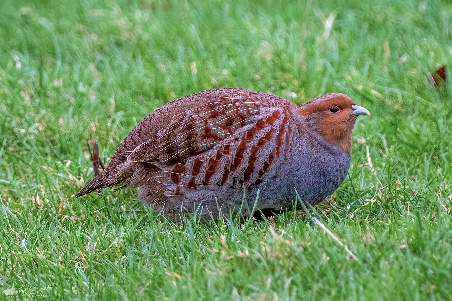 Grey partridge