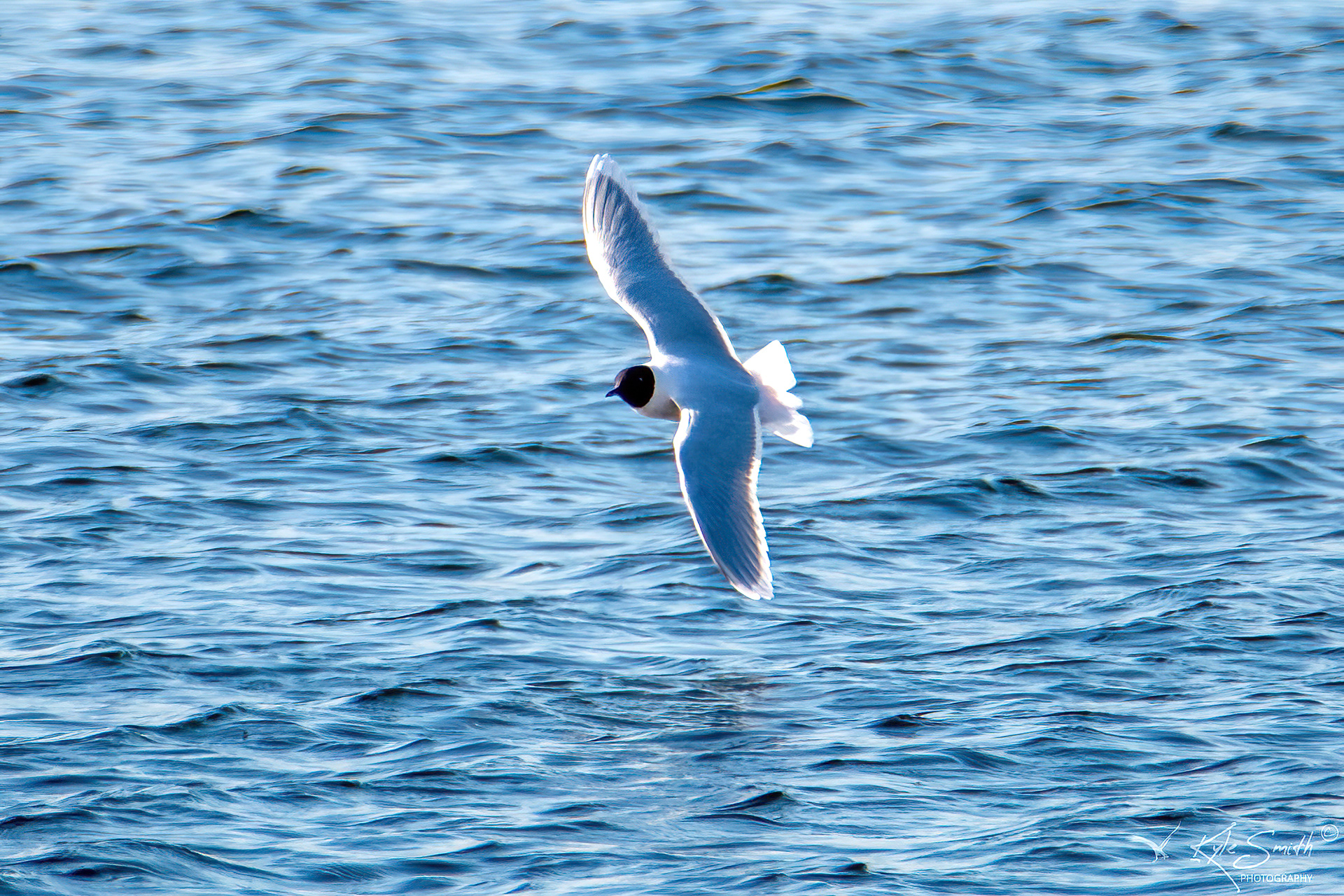 Little gull
