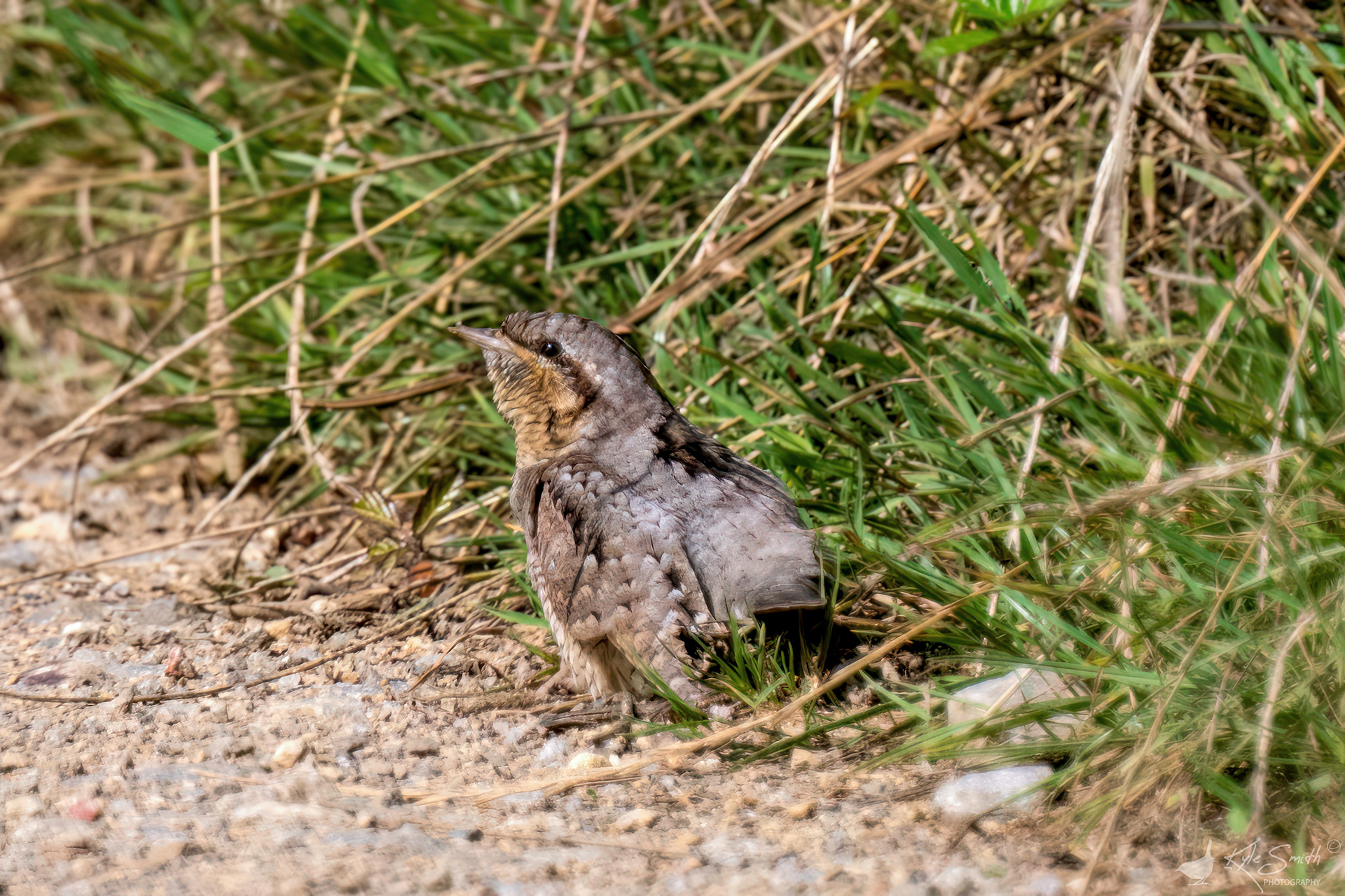 Wryneck