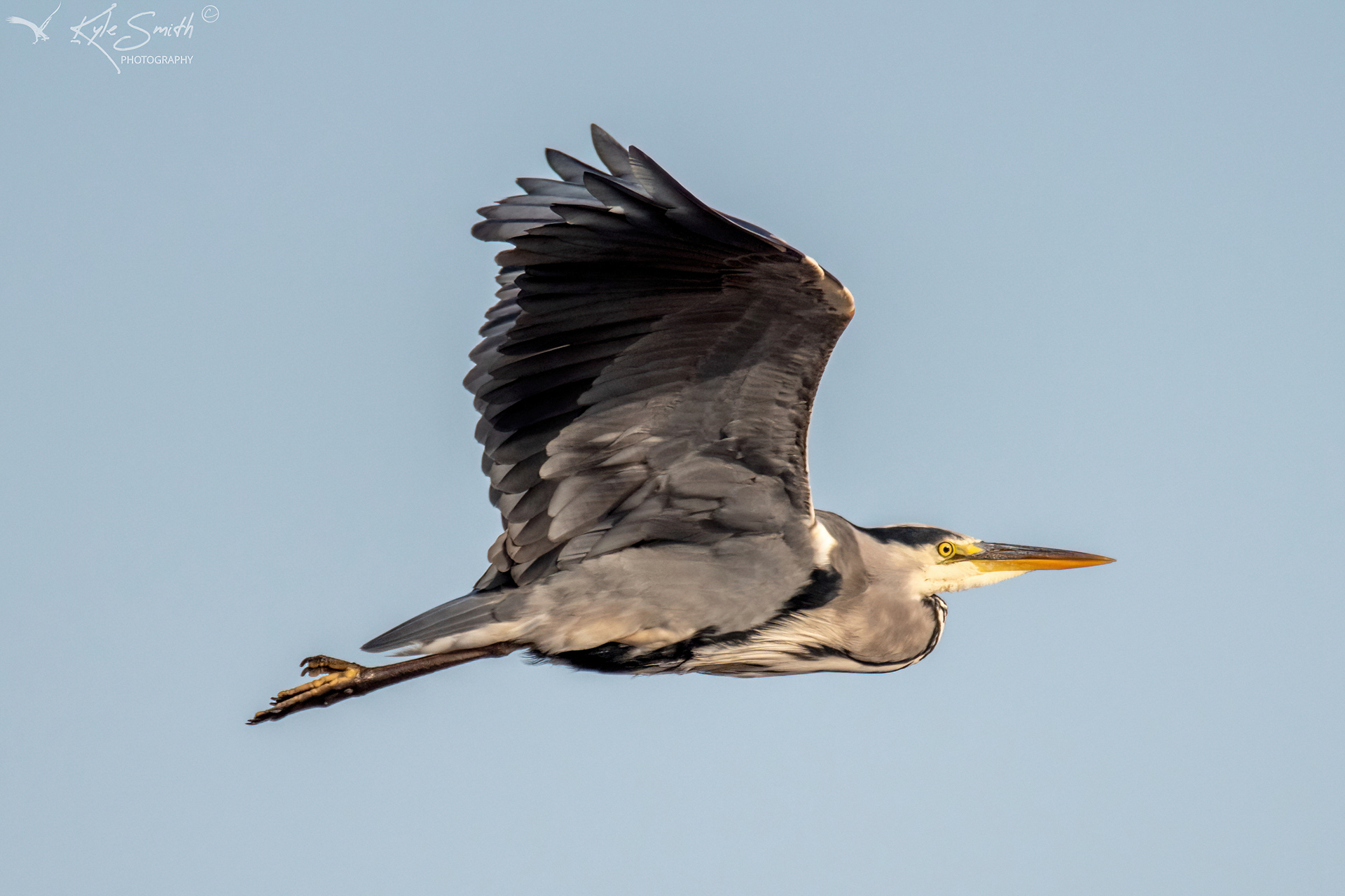 Grey heron