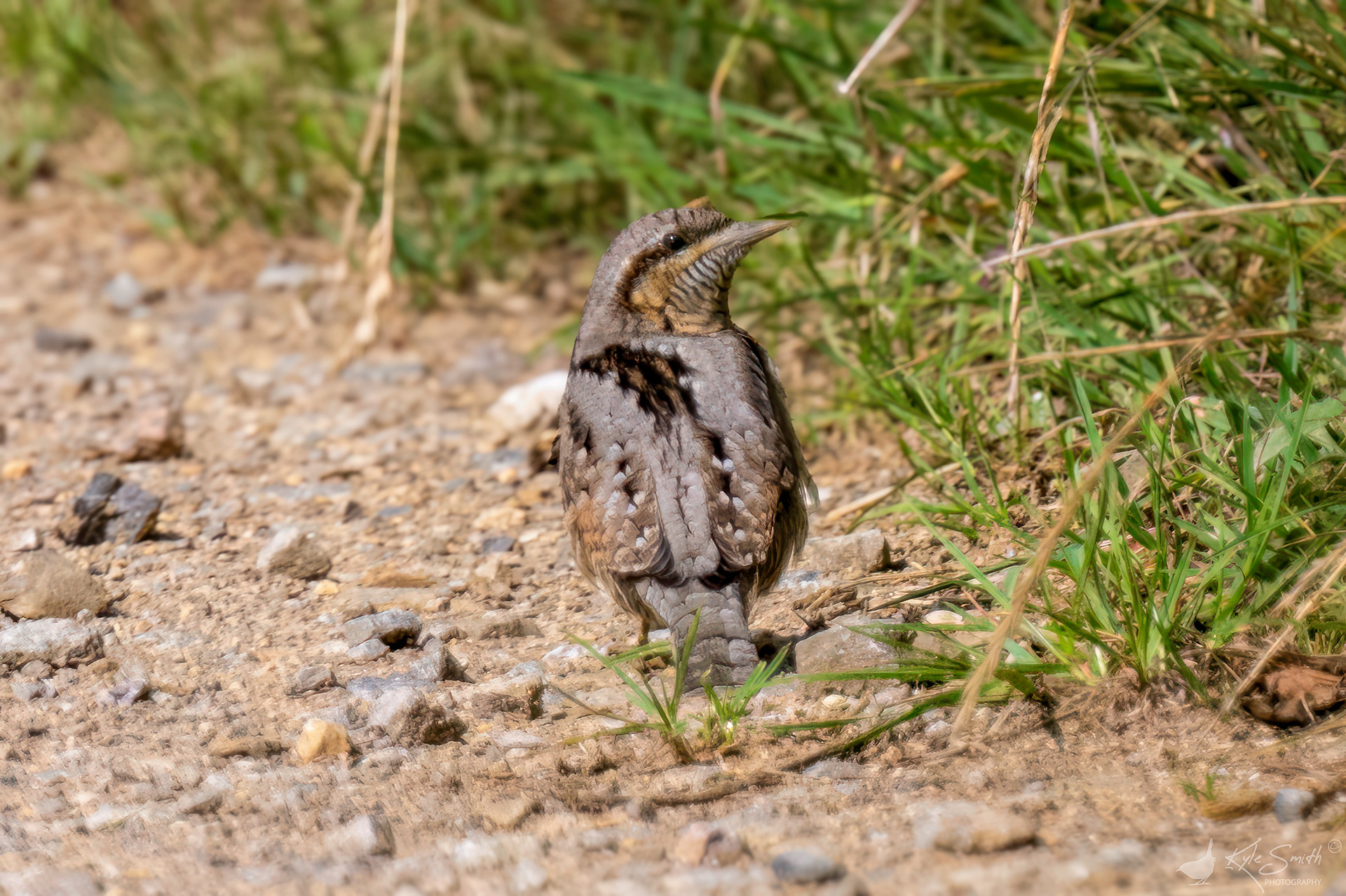 Wryneck